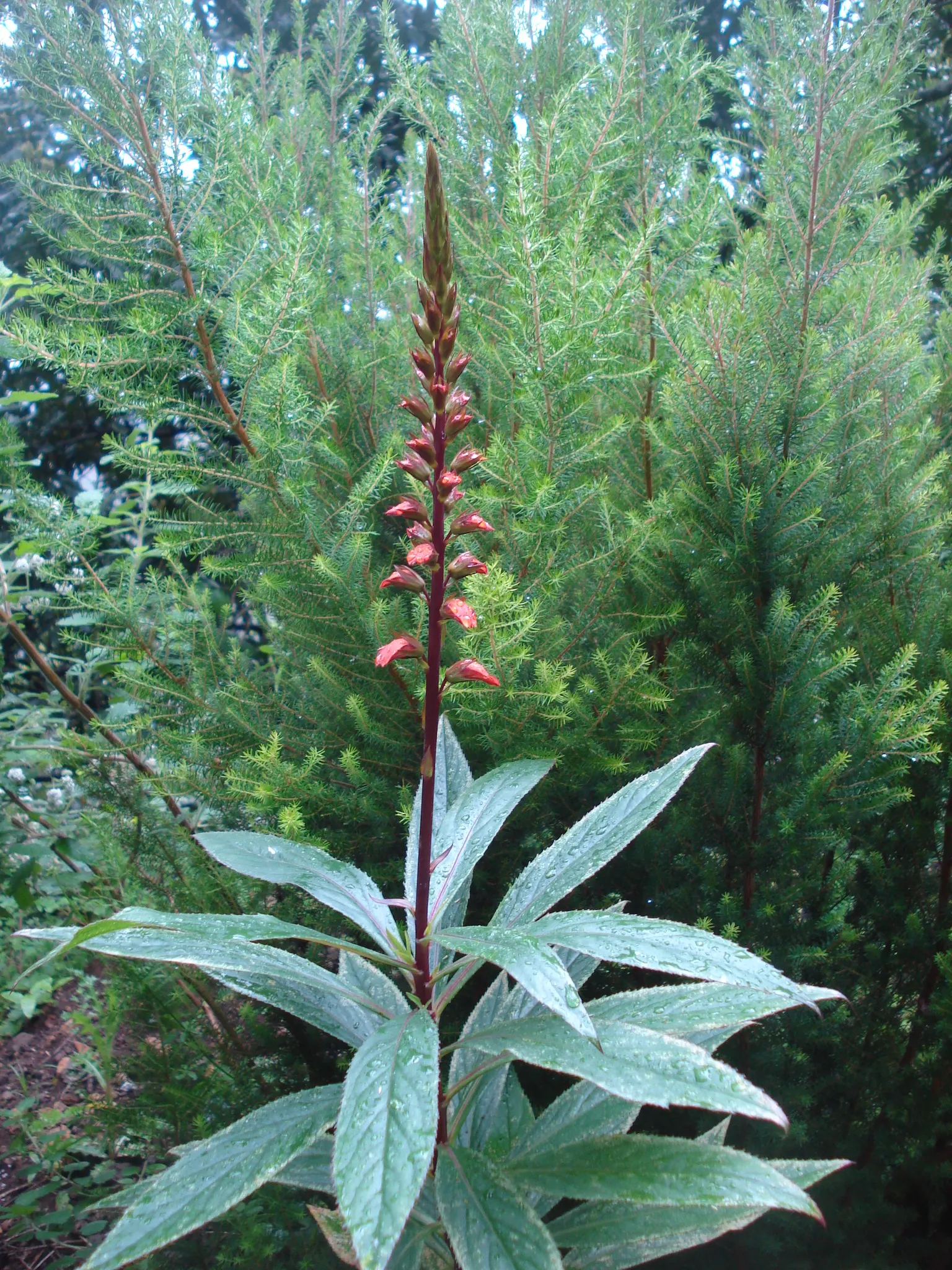 Canary Island Shrub (Isoplexis Canariensis) — This plant sports striking