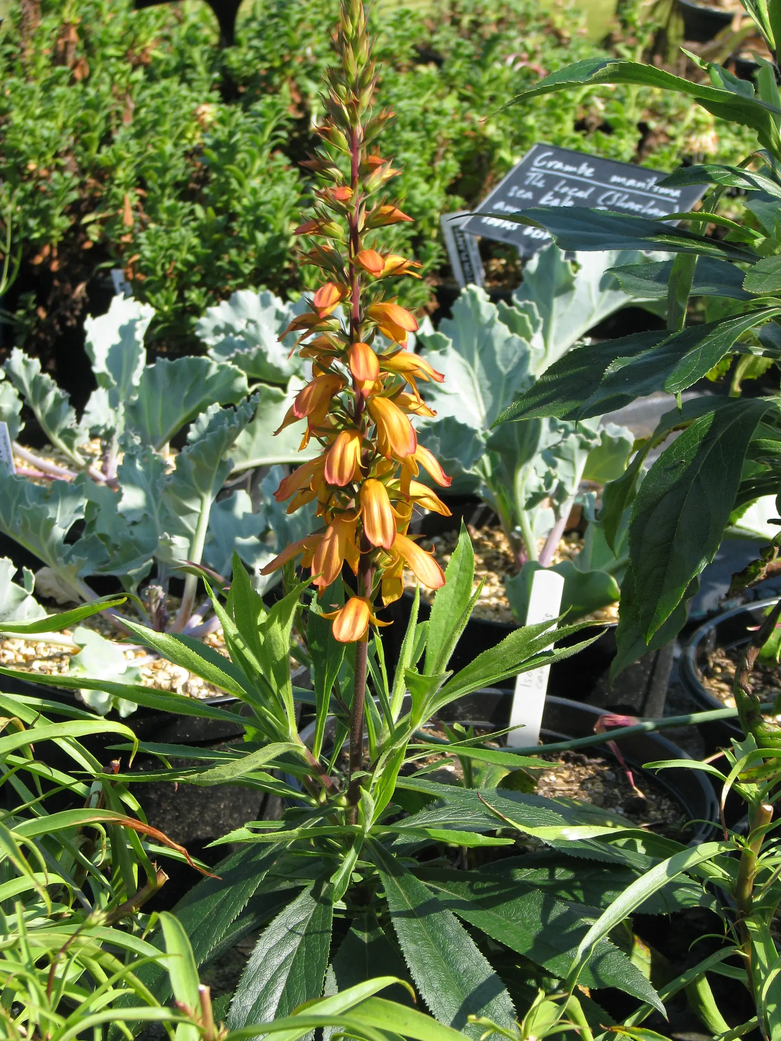 Canary Island Shrub (Isoplexis Canariensis) — This plant sports striking; creating a striking visual display.<br><br>Ideal for USDA hardiness zones 9 to 11