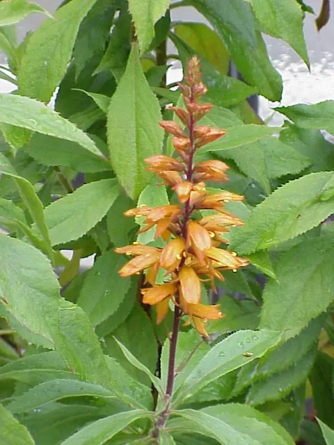 Canary Island Shrub (Isoplexis Canariensis) — Hailing from the Canary Islands; the Canary Island Foxglove
