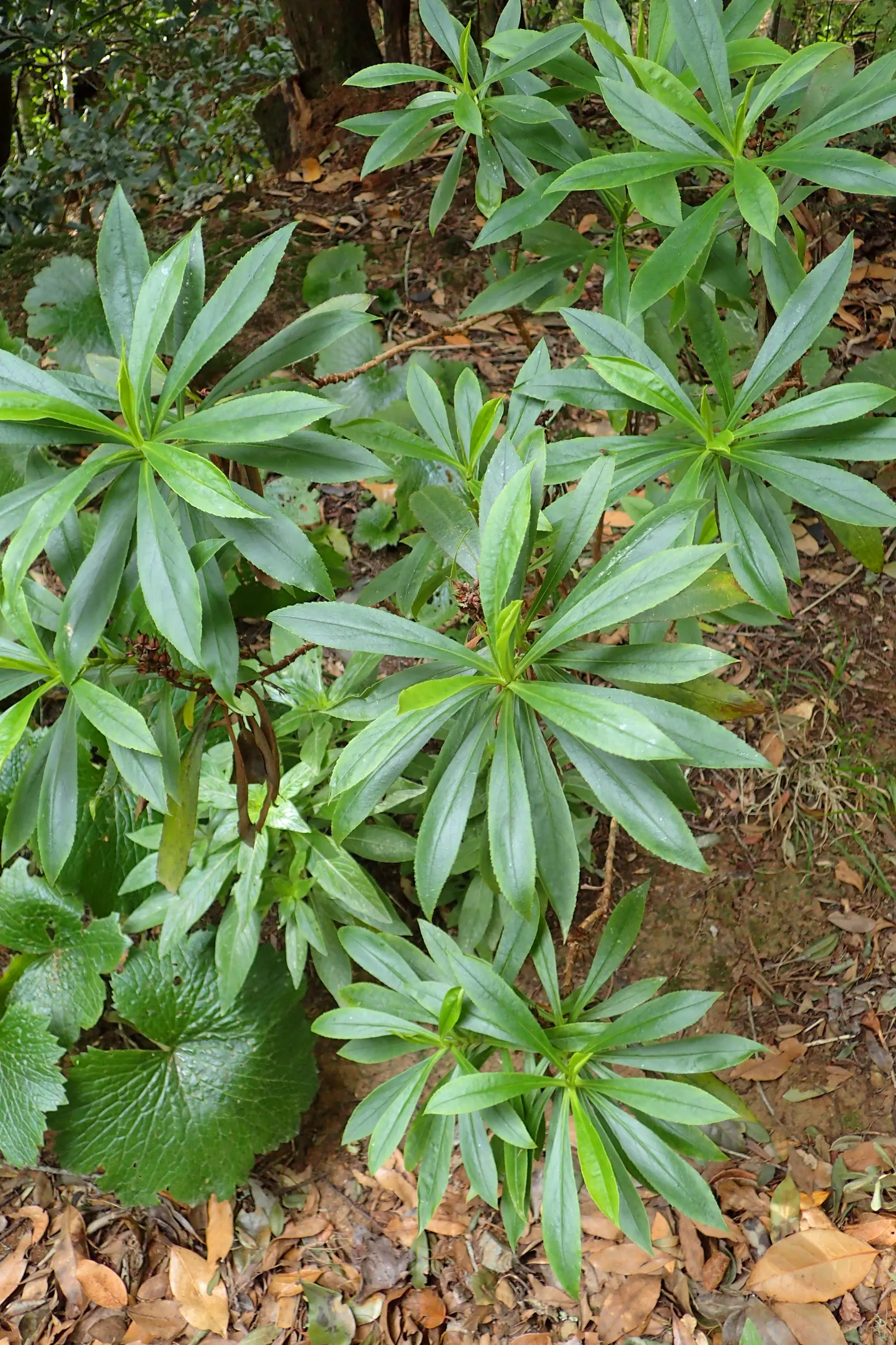 Canary Island Shrub (Isoplexis Canariensis) — which bloom from late spring to early summer; with minimal maintenance and its resilient nature
