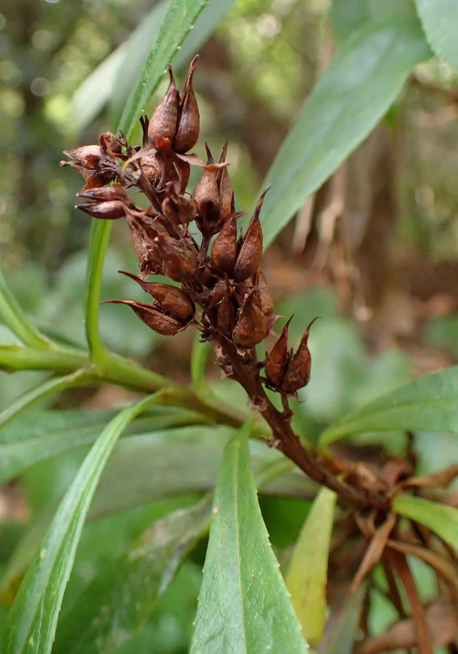 Canary Island Shrub (Isoplexis Canariensis) — orange to rusty-red color