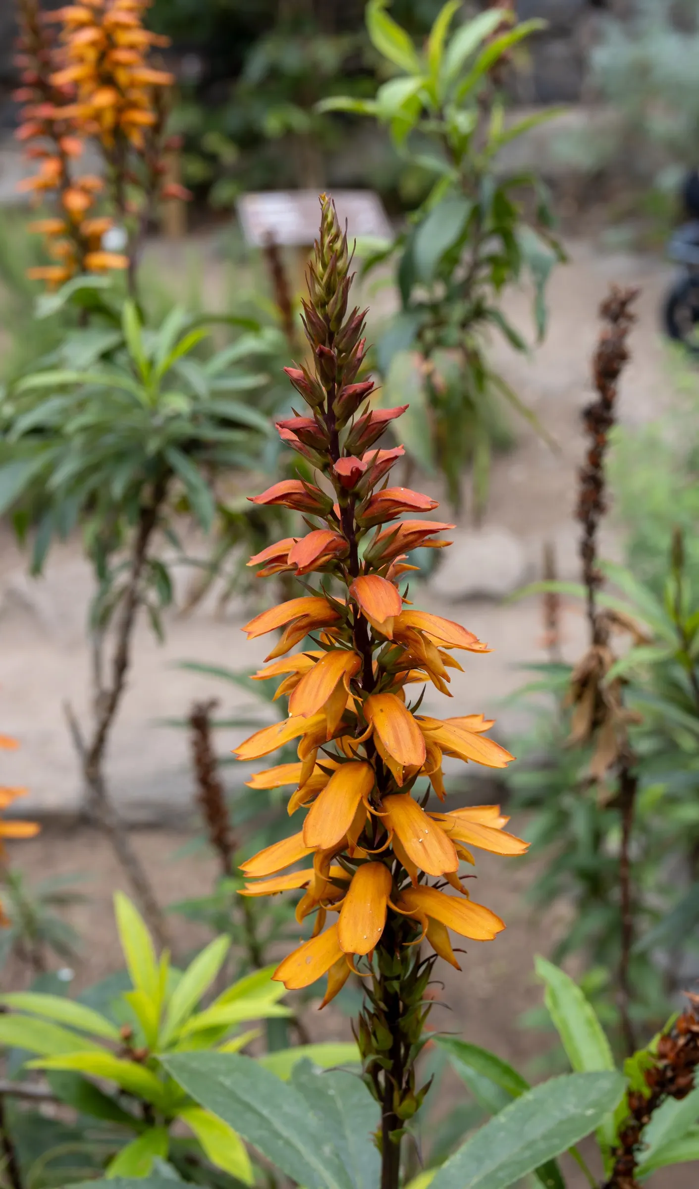 Canary Island Shrub (Isoplexis Canariensis) — shrub for full or half