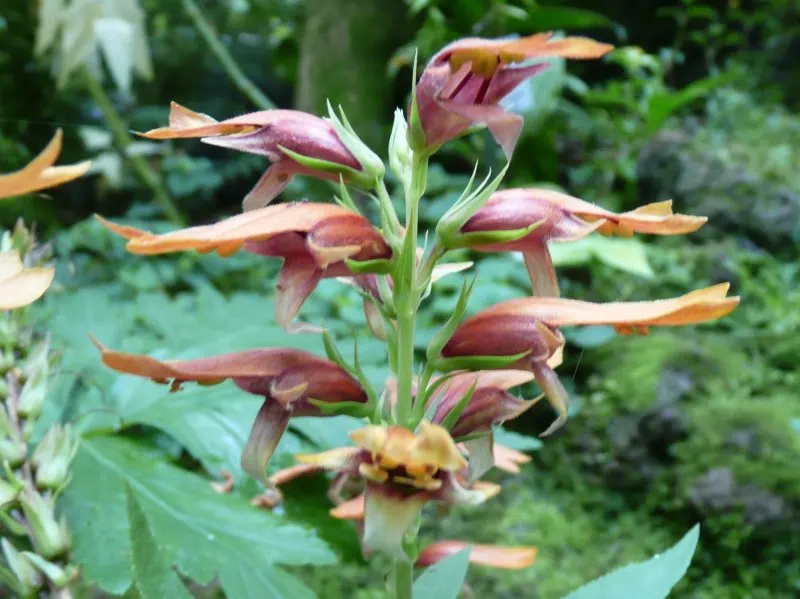 Canary Island Shrub (Isoplexis Canariensis) — creating a striking visual display.<br><br>Ideal for USDA hardiness zones 9 to 11