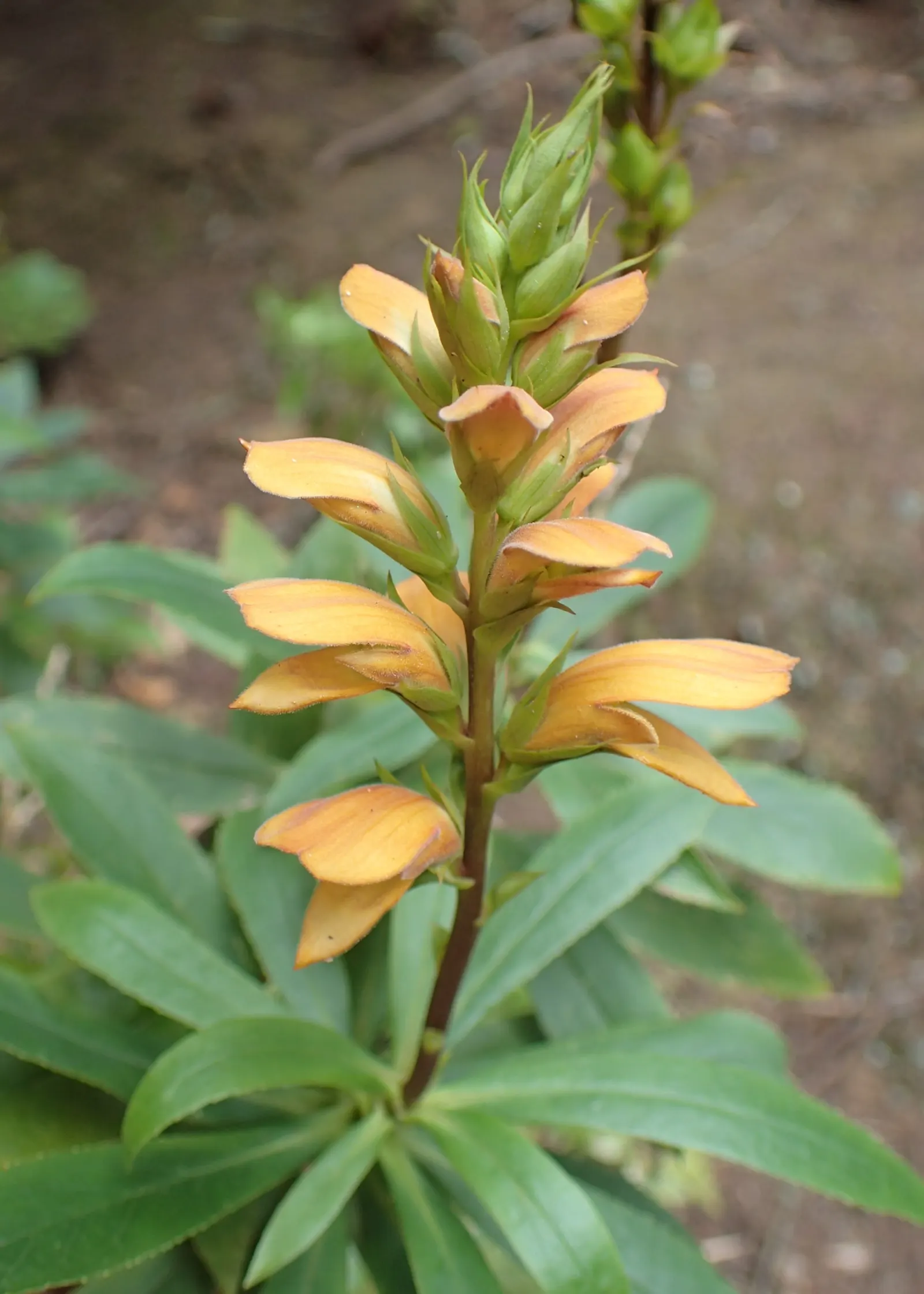 Canary Island Shrub (Isoplexis Canariensis) — Hailing from the Canary Islands