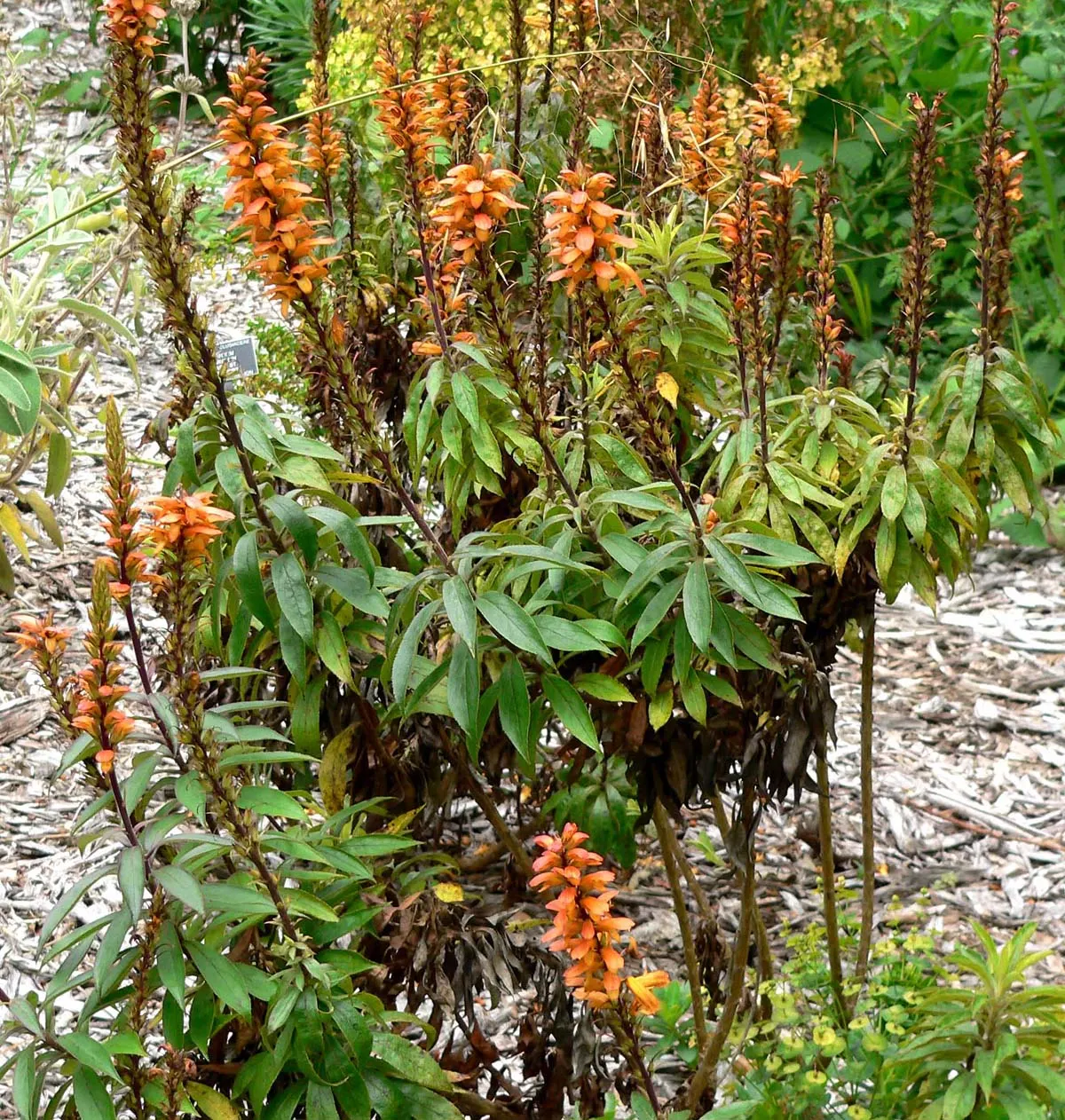 Canary Island Shrub (Isoplexis Canariensis) — provide regular watering during its active growth period and decrease frequency once established