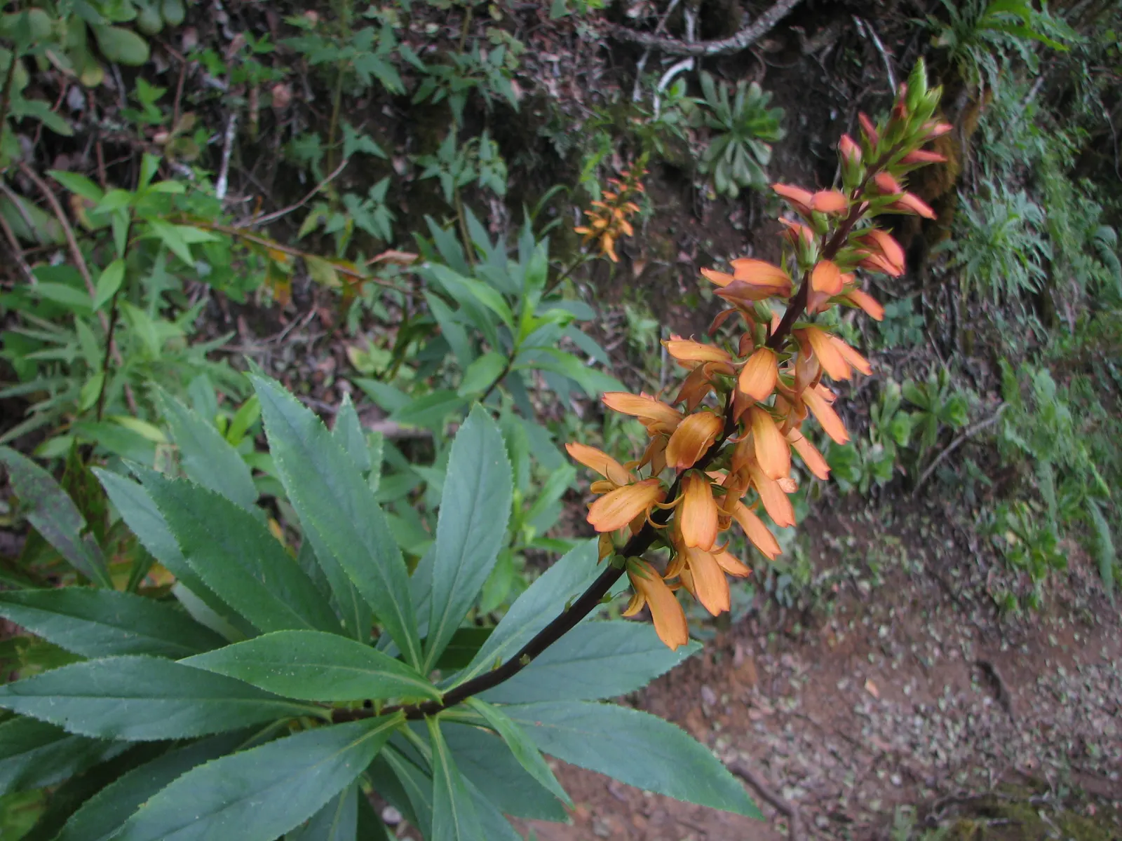 Canary Island Shrub (Isoplexis Canariensis) — The Canary Island Foxglove (Isoplexis canariensis) is an evergreen shrub native to the Canary Islands