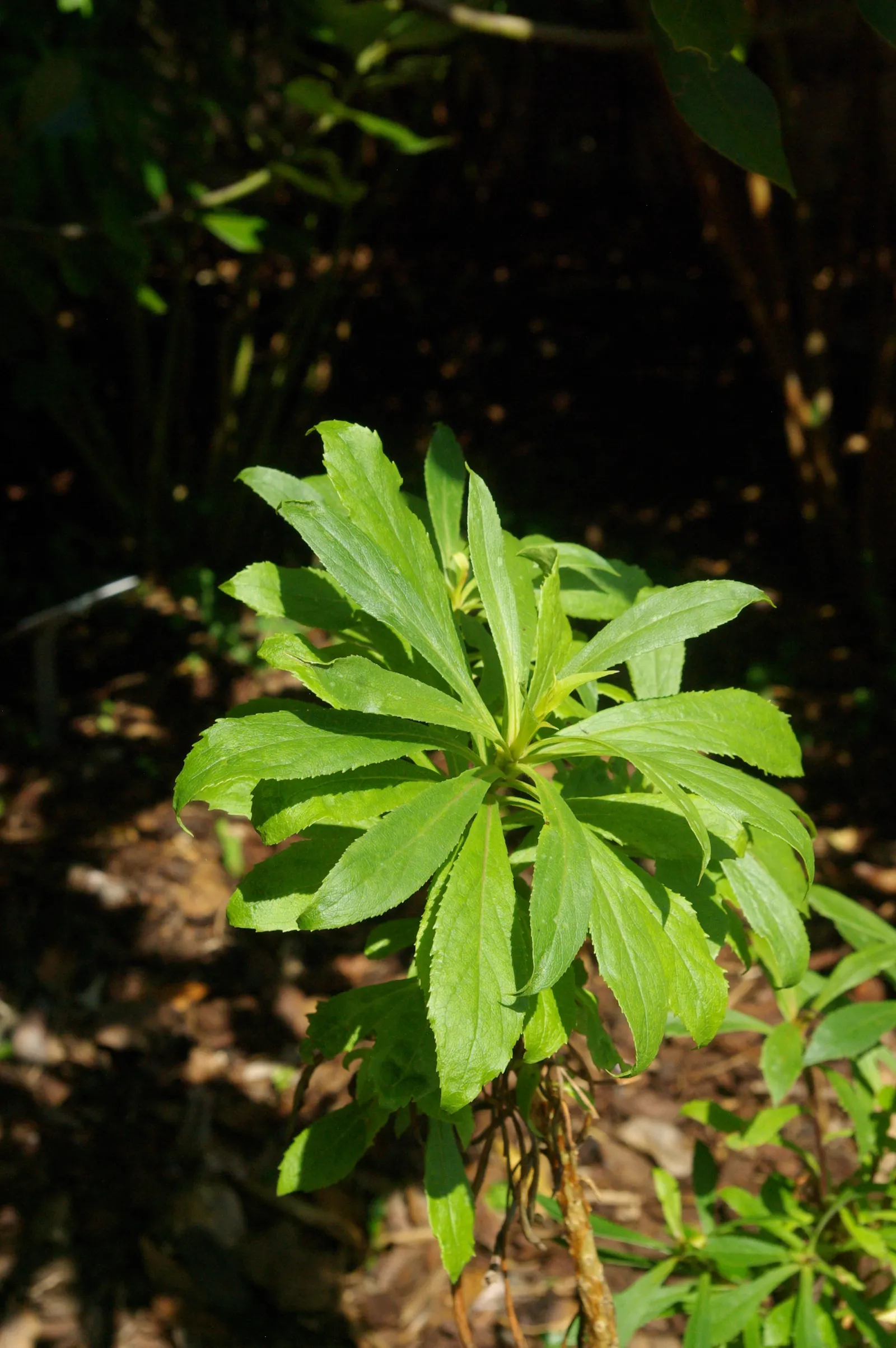 Canary Island Shrub (Isoplexis Canariensis) — The foliage is lance-shaped with a deep green; avoiding the extremes of dryness or waterlogging