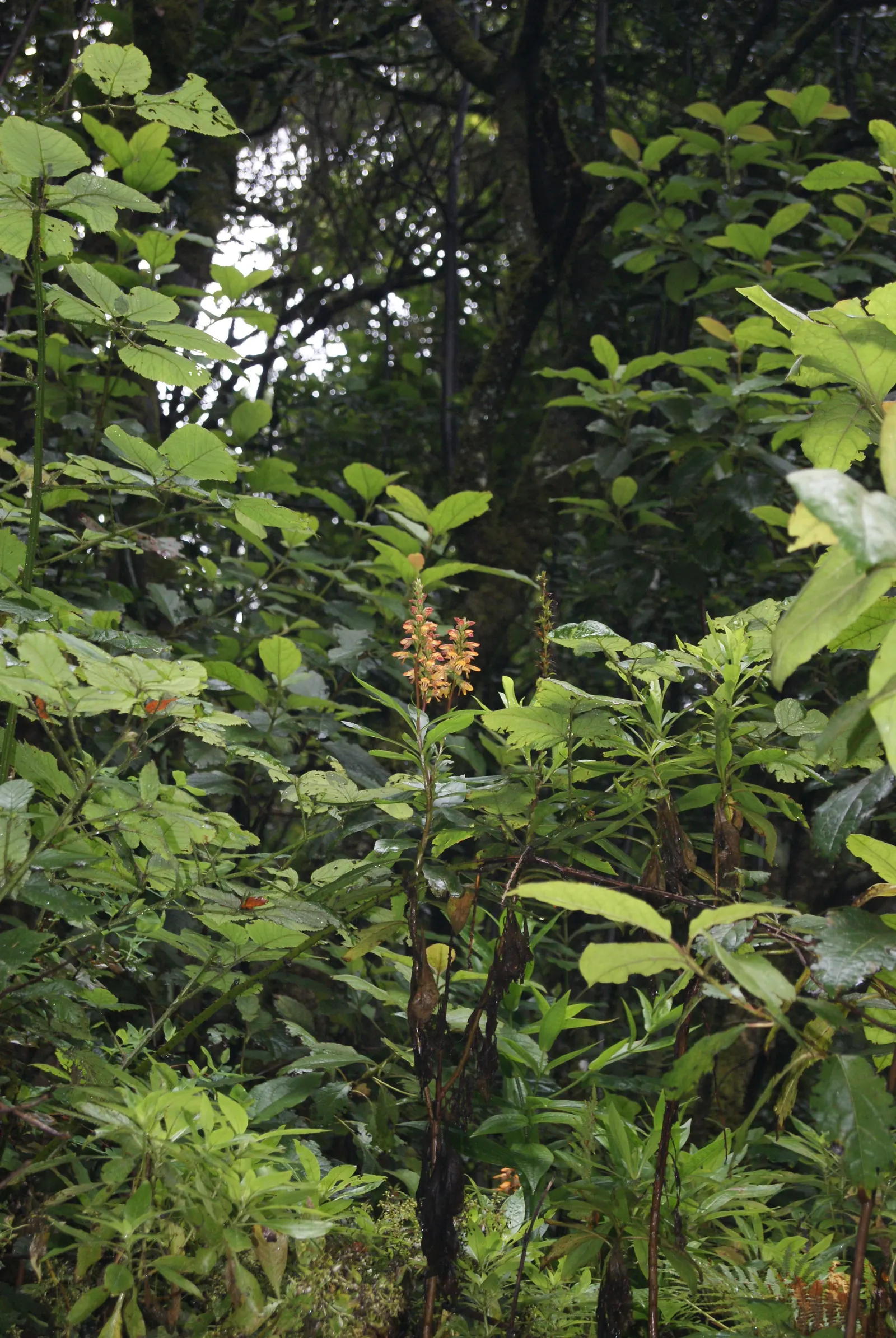 Canary Island Shrub (Isoplexis Canariensis) — Prefers well-drained soil, full sun to partial shade, and moderate water