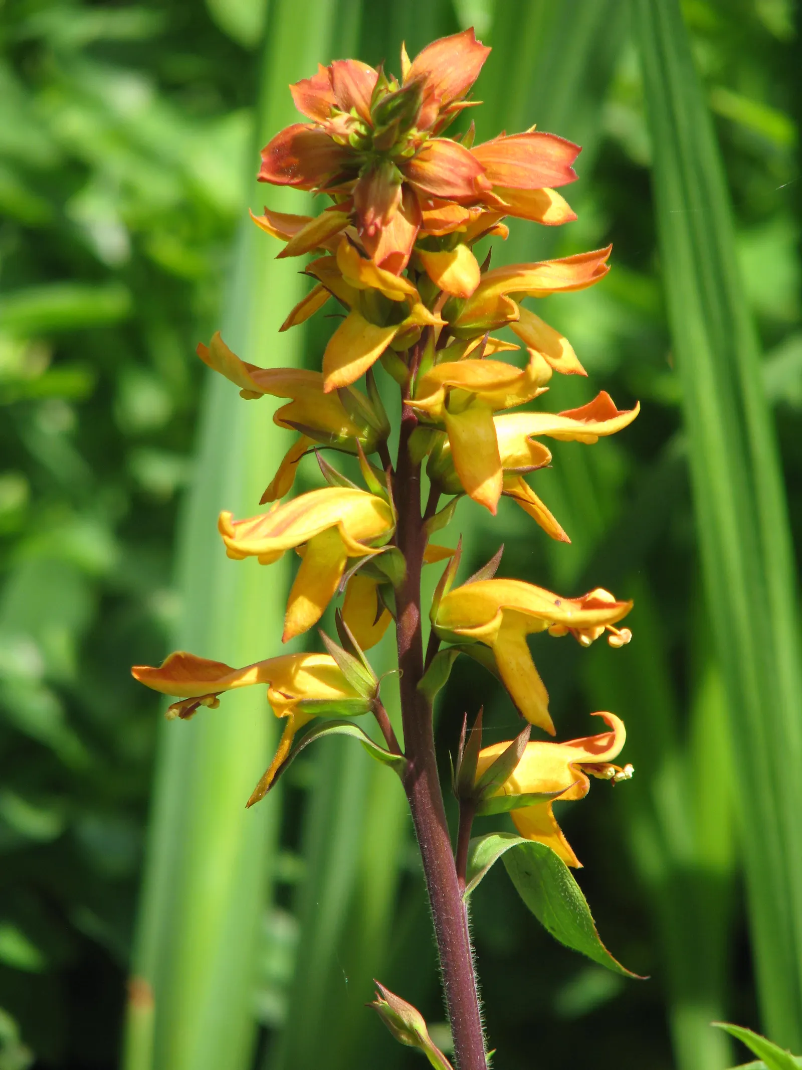 Canary Island Shrub (Isoplexis Canariensis) — Ideal for adding a tropical flair to gardens; is a distinctive evergreen shrub that adds an exotic flair to any