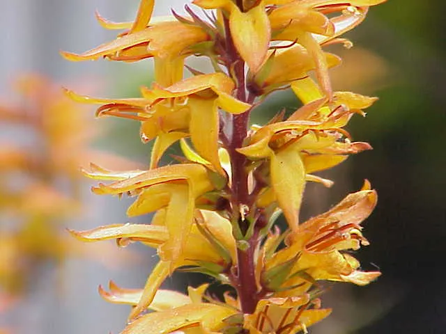 Canary Island Shrub (Isoplexis Canariensis) — this showy plant typically reaches a height of 2 to 3 feet and spreads out 2 to 3 feet as well; the Isoplexis