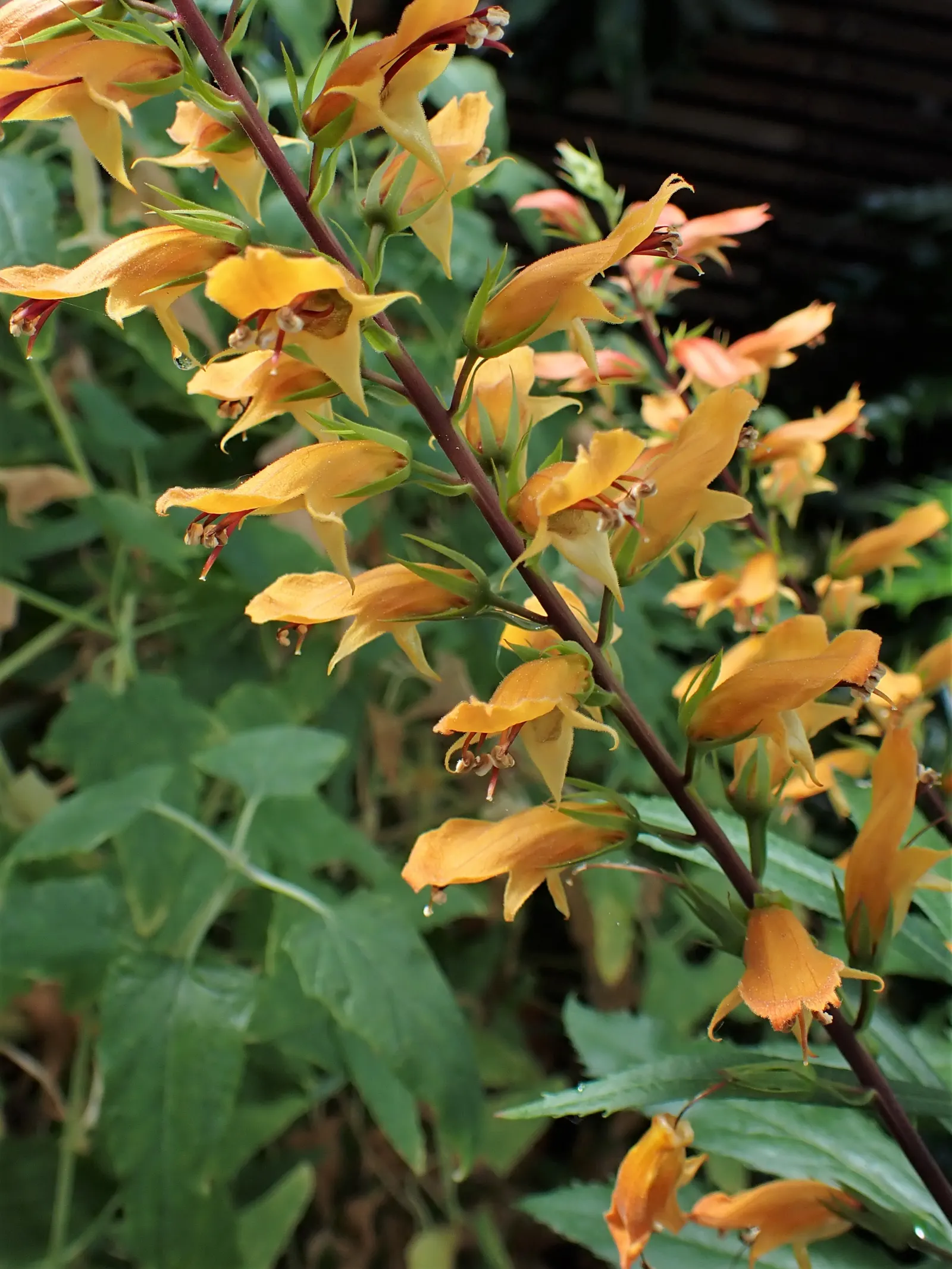 Canary Island Shrub (Isoplexis Canariensis) — With an elegant growth habit, it reaches up to 3-4 feet high and spans 2-3 feet wide; this showy plant typically