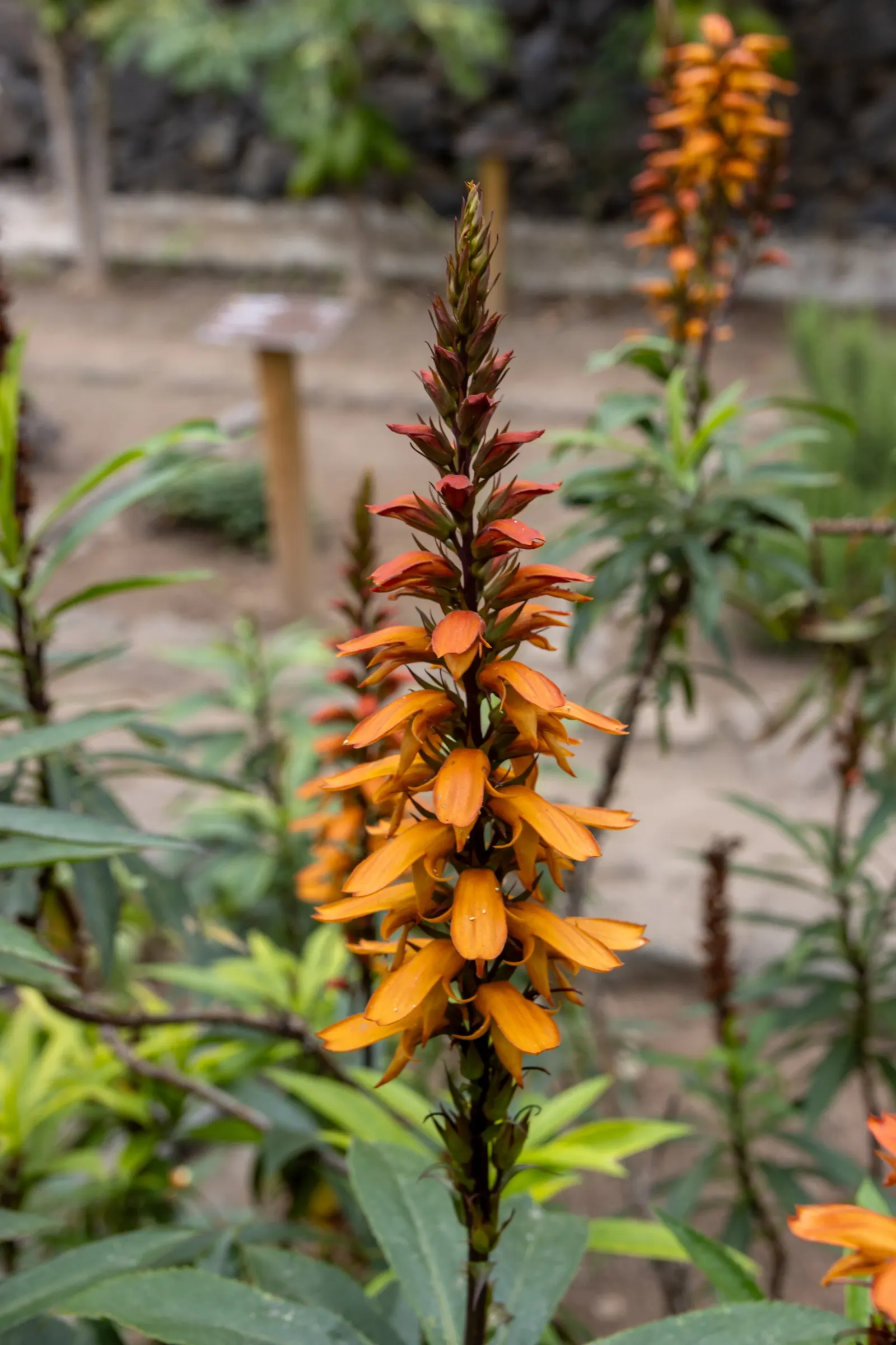 Canary Island Shrub (Isoplexis Canariensis) — the Isoplexis canariensis produces tall spikes adorned with tubular blossoms that exhibit a warm