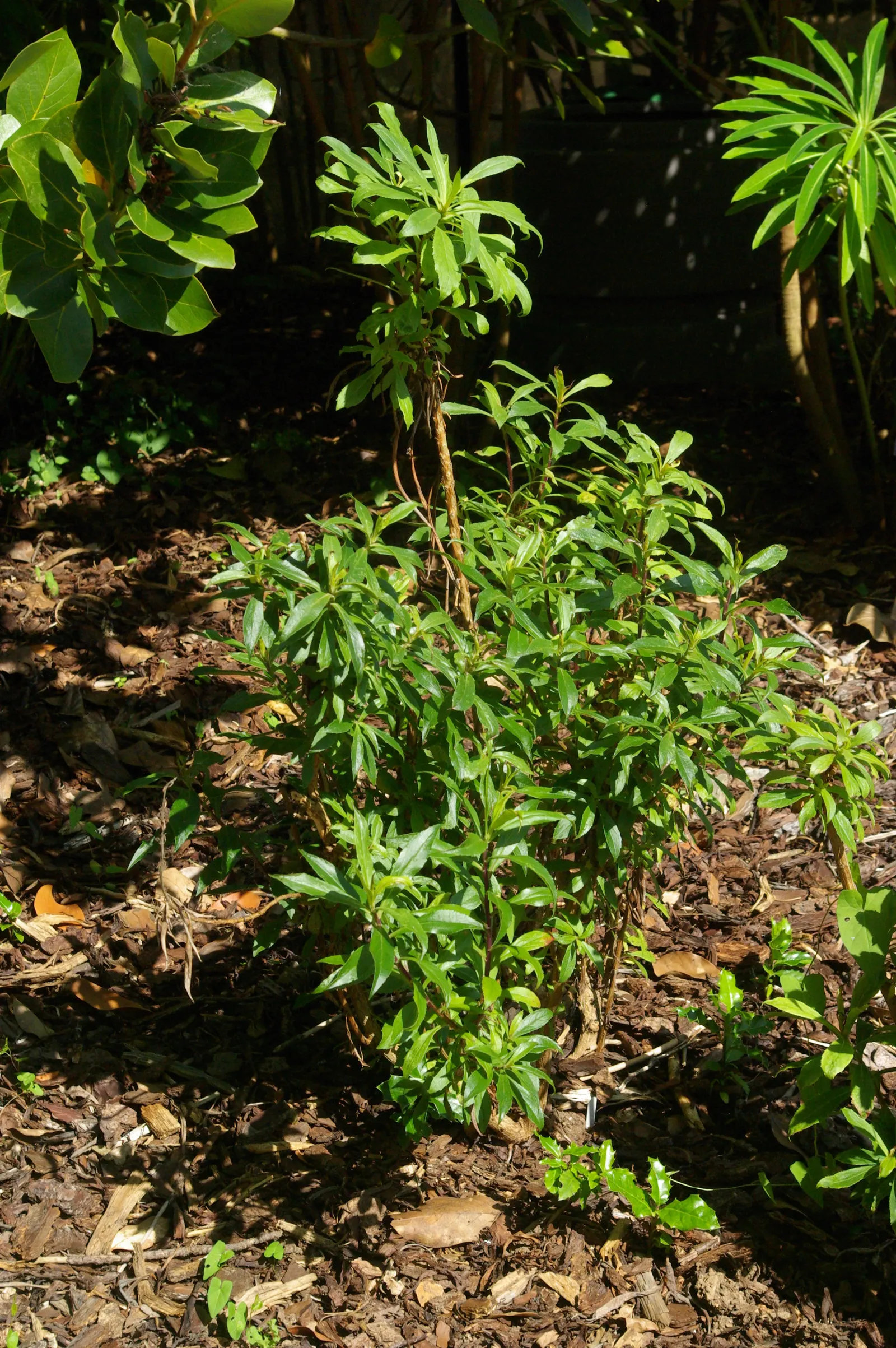 Canary Island Shrub (Isoplexis Canariensis) — The Canary Island Foxglove