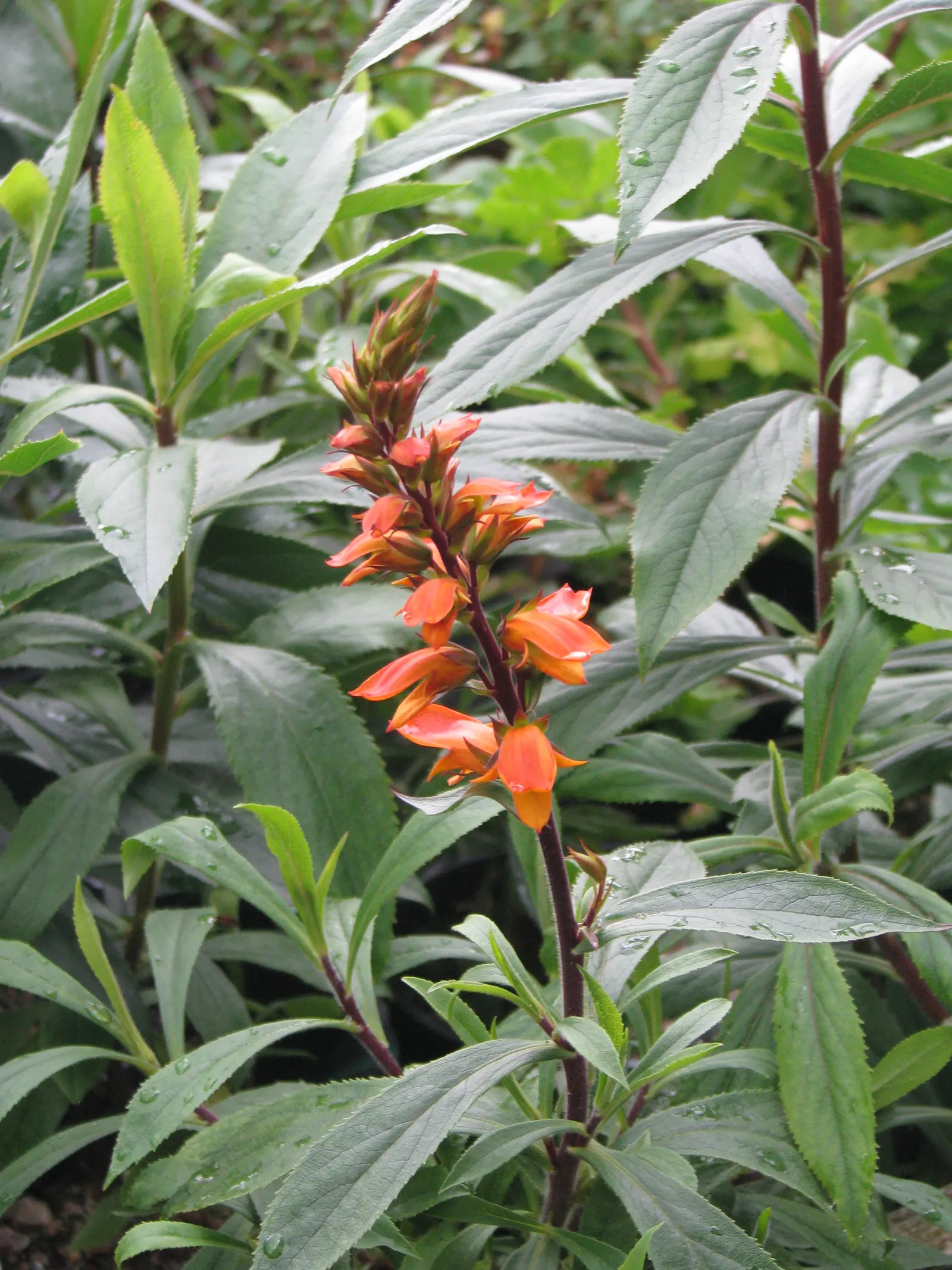 Canary Island Shrub (Isoplexis Canariensis) — Each flower spike can grow to a length of 8 to 12 inches