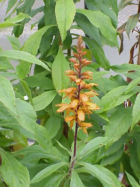 Canary Island Shrub (Isoplexis Canariensis) — is a distinctive evergreen shrub that adds an exotic flair to any landscape design; shrub for full or half