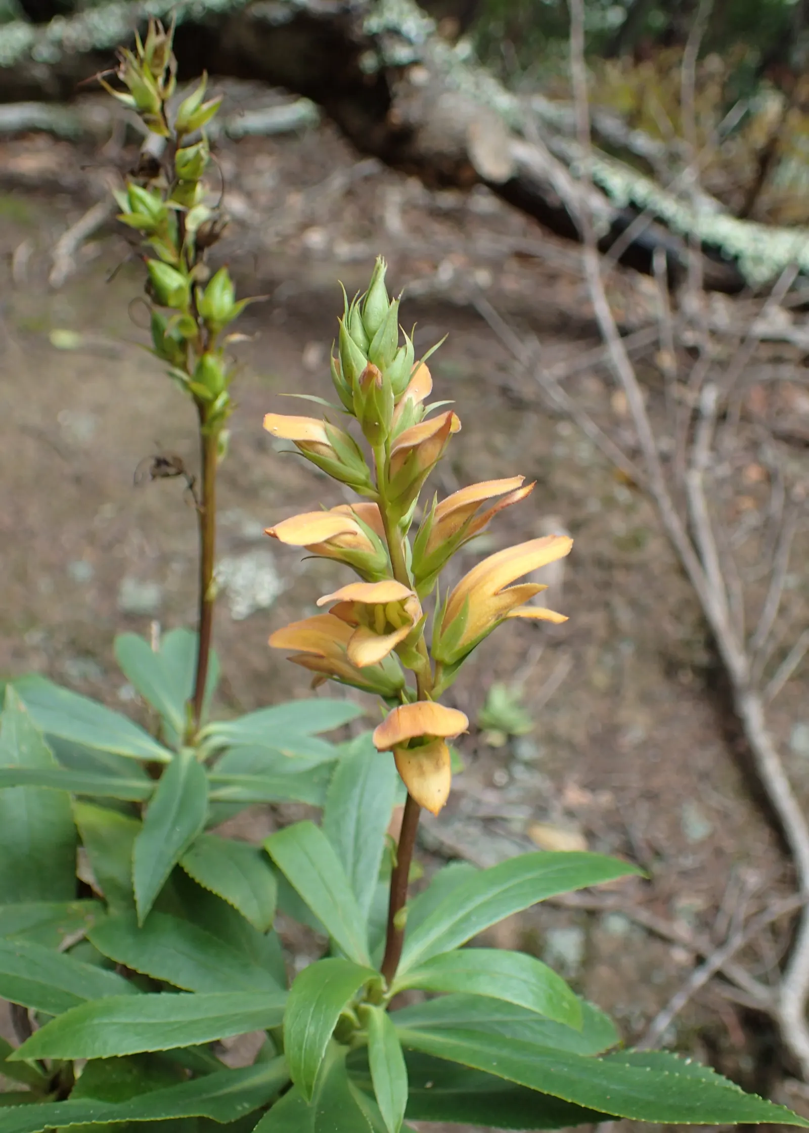 Canary Island Shrub (Isoplexis Canariensis) — With an elegant growth habit, it reaches up to 3-4 feet high and spans 2-3 feet wide