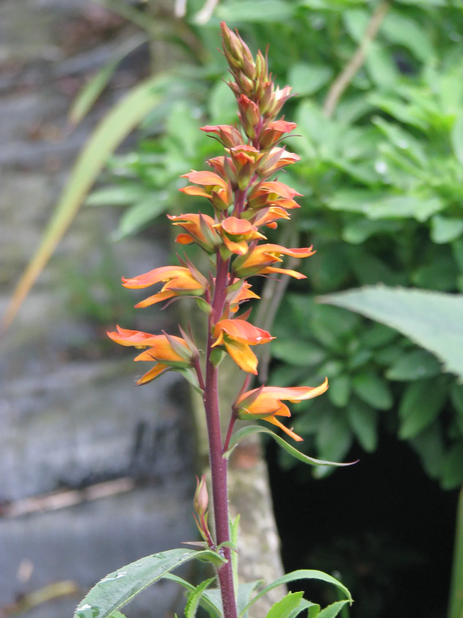 Canary Island Shrub (Isoplexis Canariensis) — Prefers well-drained soil, full sun to partial shade, and moderate water; with an elegant growth habit, it