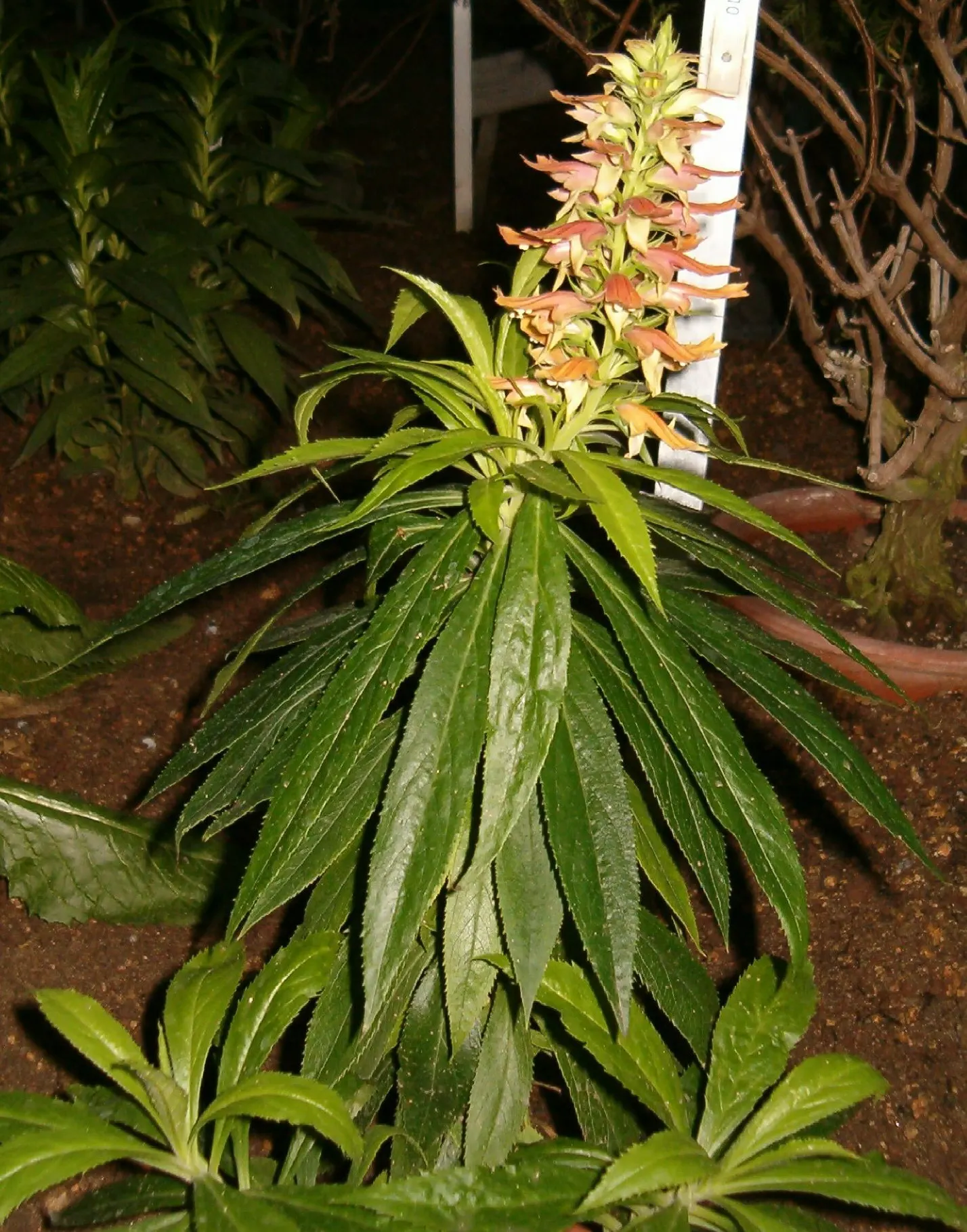 Canary Island Shrub (Isoplexis Canariensis) — The Canary Island Foxglove (Isoplexis canariensis) is an evergreen shrub native to the Canary Islands; which