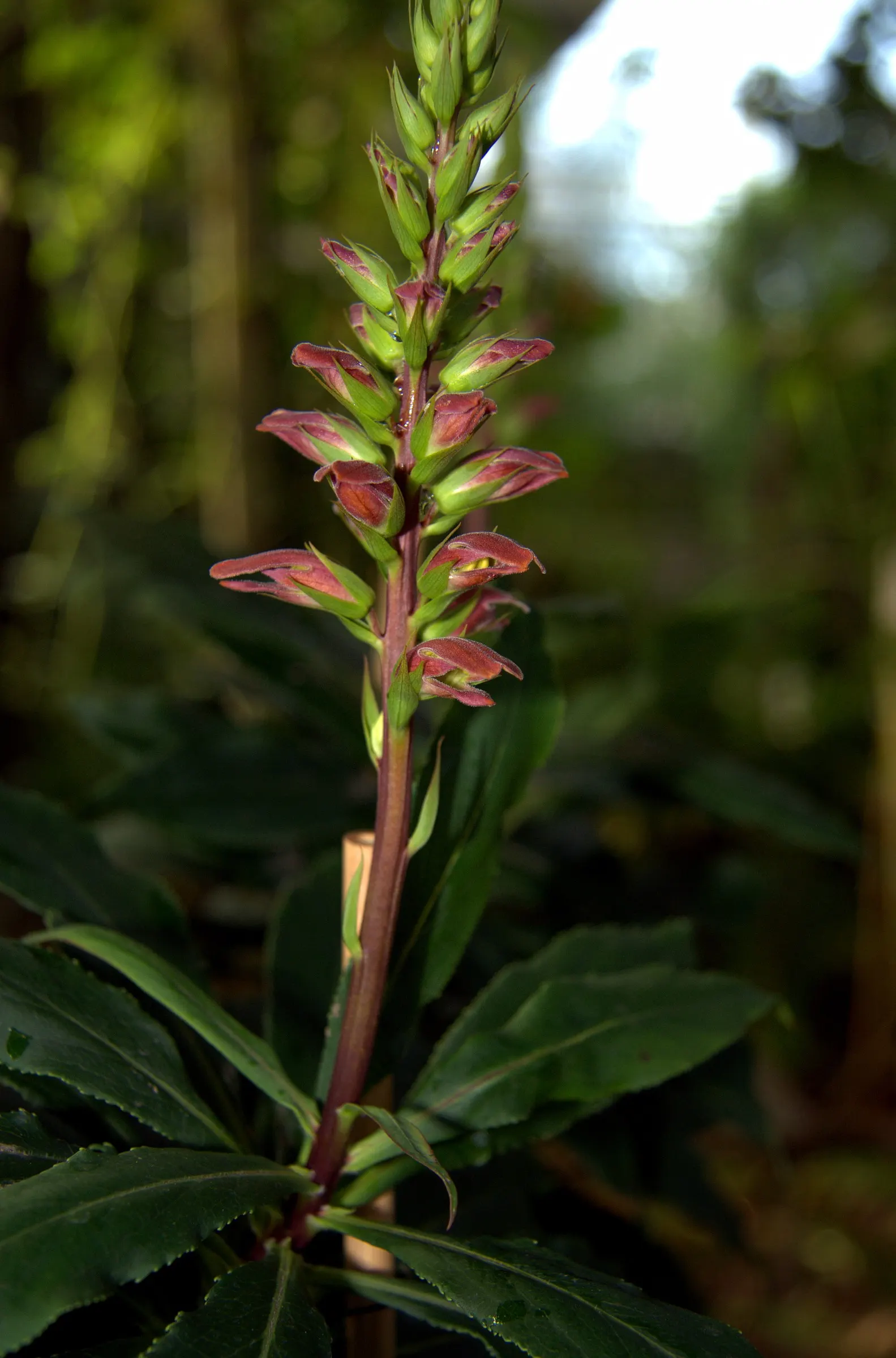 Canary Island Shrub (Isoplexis Canariensis) — The foliage is lance-shaped with a deep green