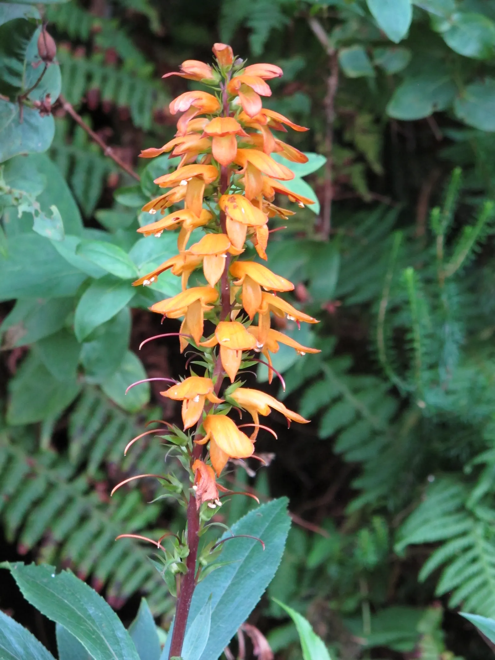 Canary Island Shrub (Isoplexis Canariensis) — as the Isoplexis canariensis exhibits some drought tolerance