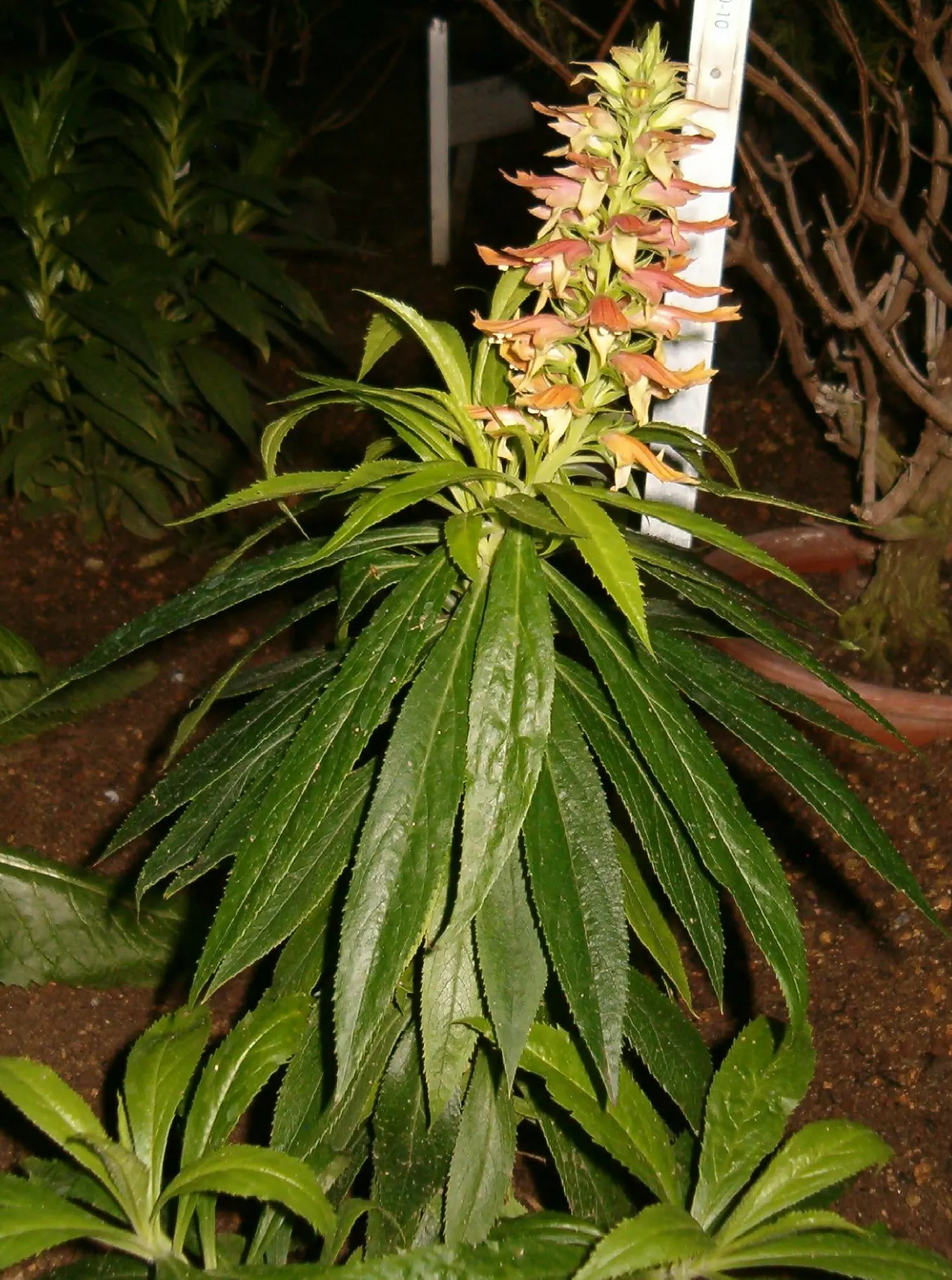 Canary Island Shrub (Isoplexis Canariensis) — attracting hummingbirds and other pollinators