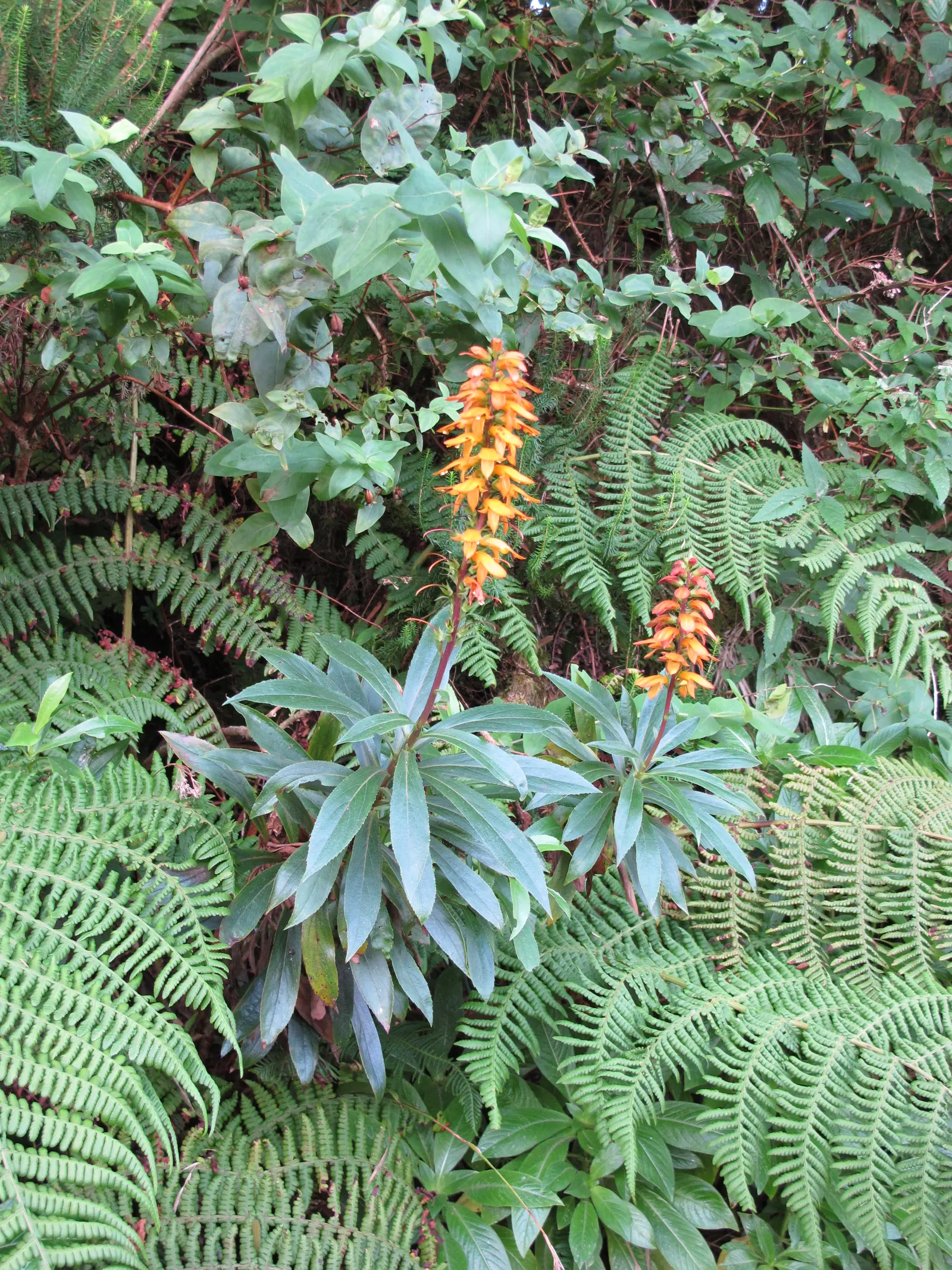 Canary Island Shrub (Isoplexis Canariensis) — this perennial is a valuable addition to any garden