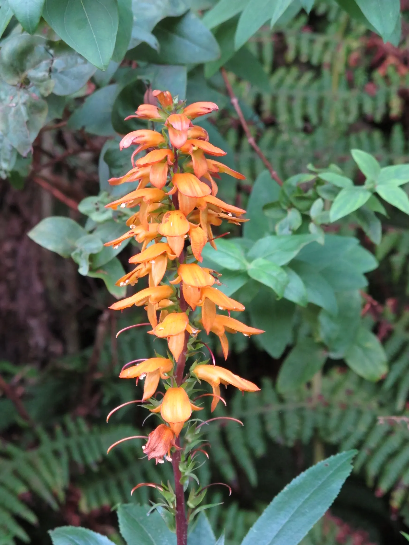 Canary Island Shrub (Isoplexis Canariensis) — orange flowers in the garden