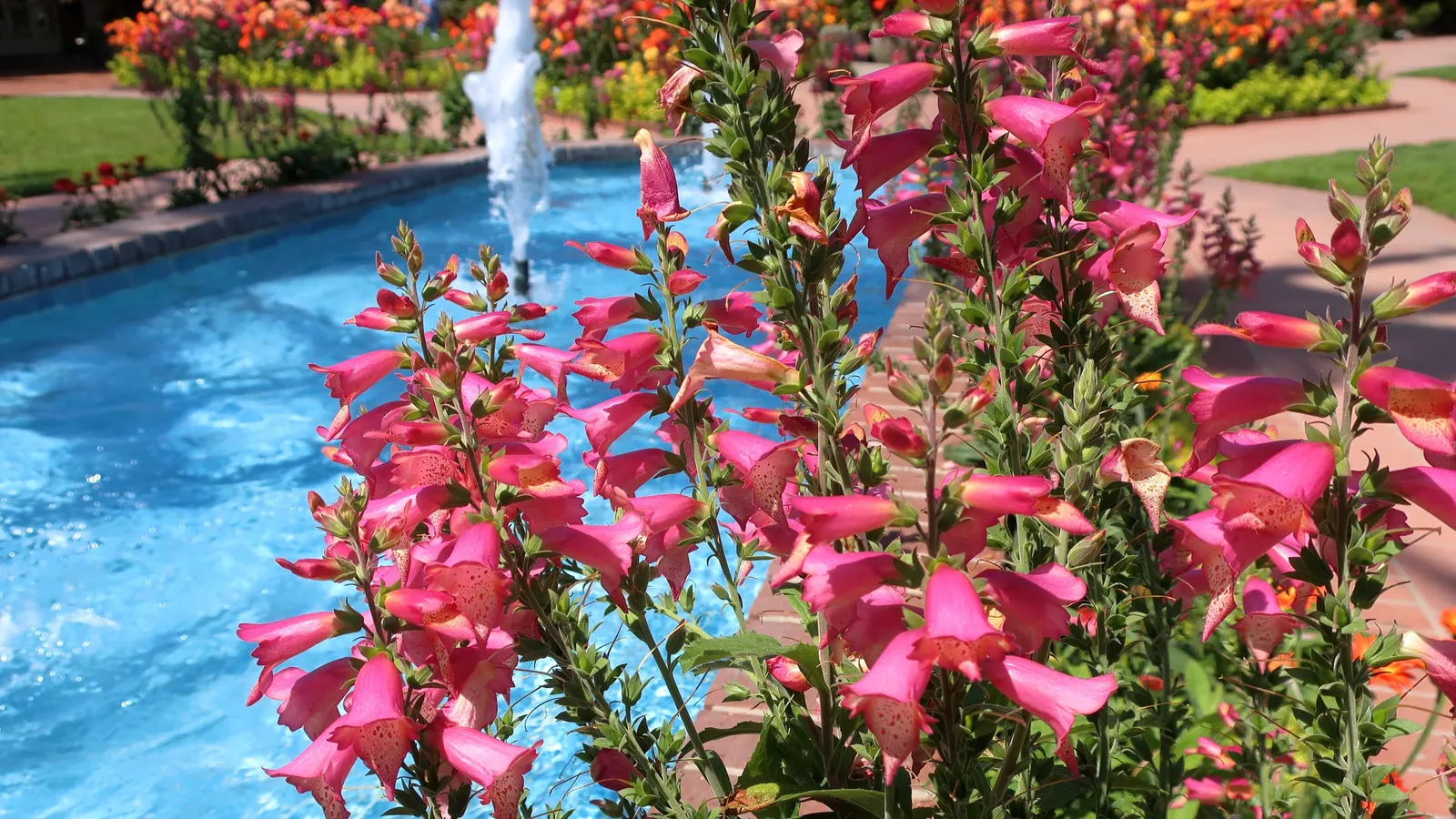 Canary Island Shrub (Isoplexis Canariensis) — forming a striking backdrop for the plant's signature feature - its flowers.<br><br>From spring through summer