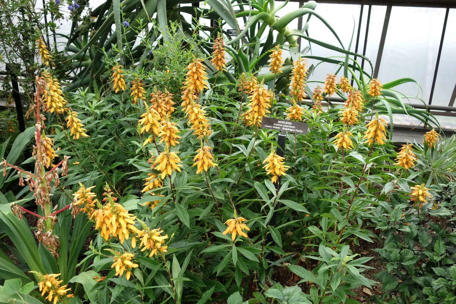 Canary Island Shrub (Isoplexis Canariensis) — When designing a landscape