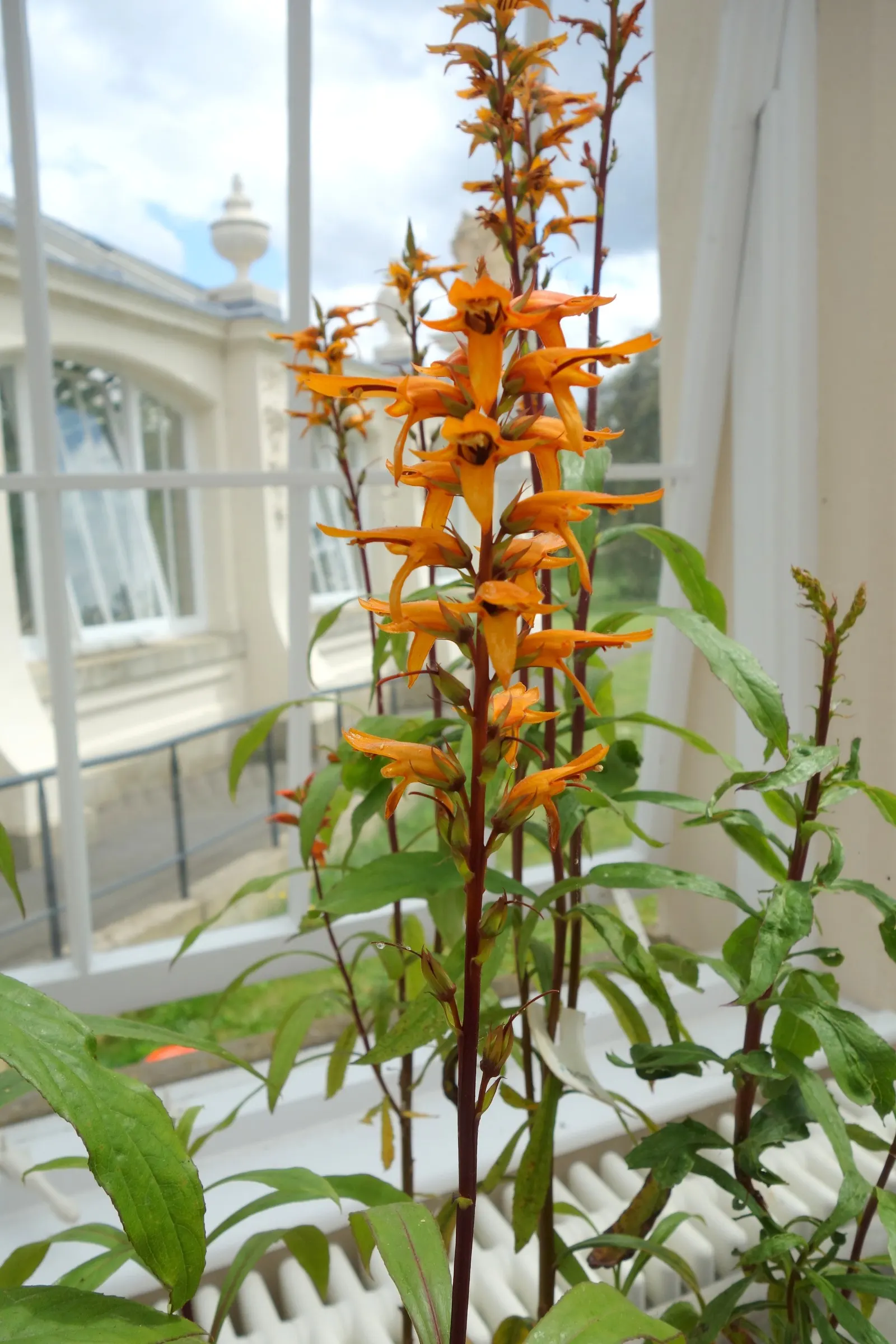 Canary Island Shrub (Isoplexis Canariensis) — which bloom from late spring to early summer