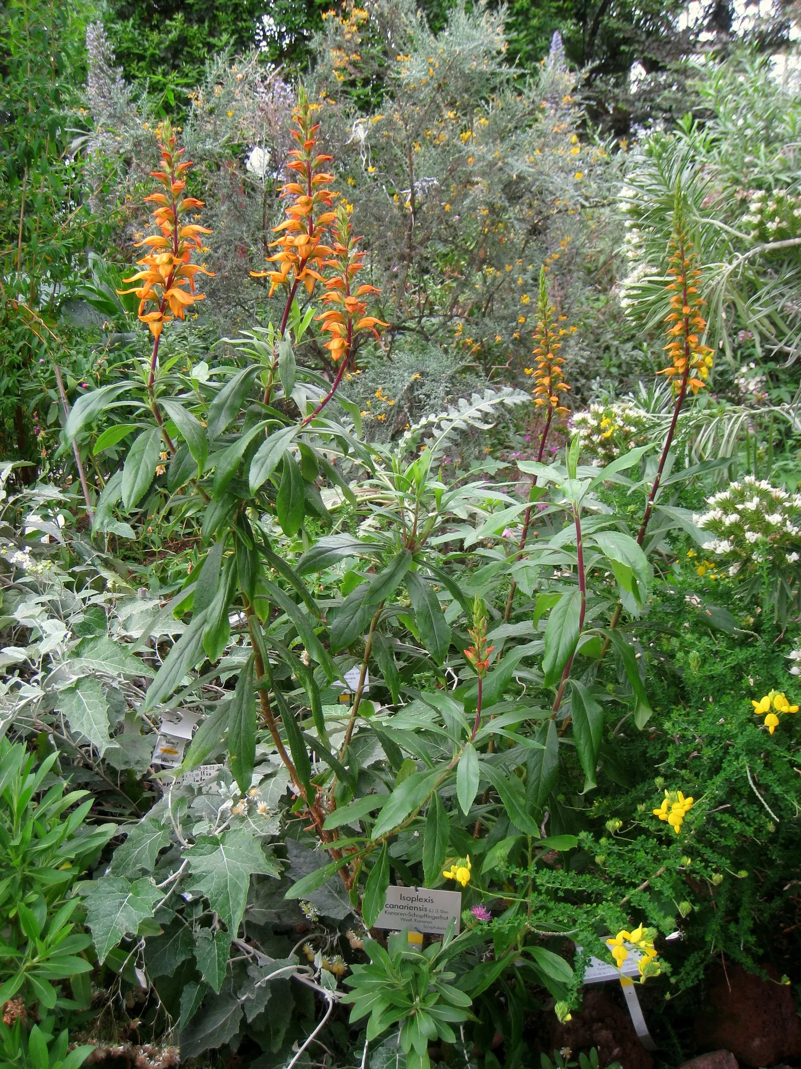 Canary Island Shrub (Isoplexis Canariensis) — With minimal maintenance and its resilient nature