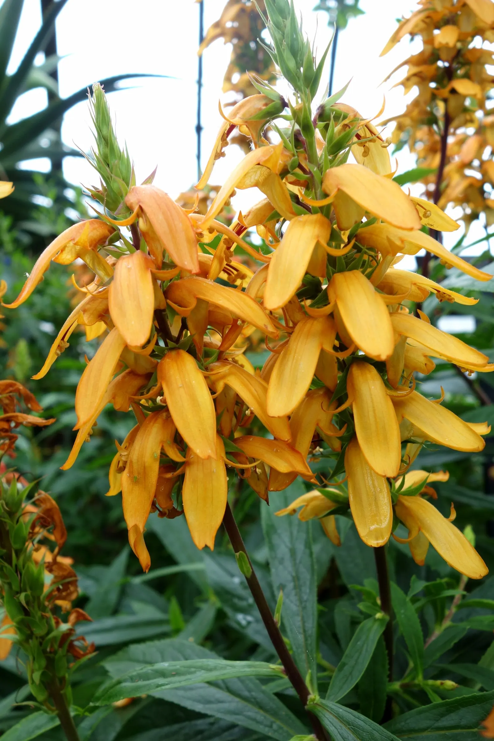 Canary Island Shrub (Isoplexis Canariensis) — scientifically known as Isoplexis canariensis; provide regular watering during its active growth period and