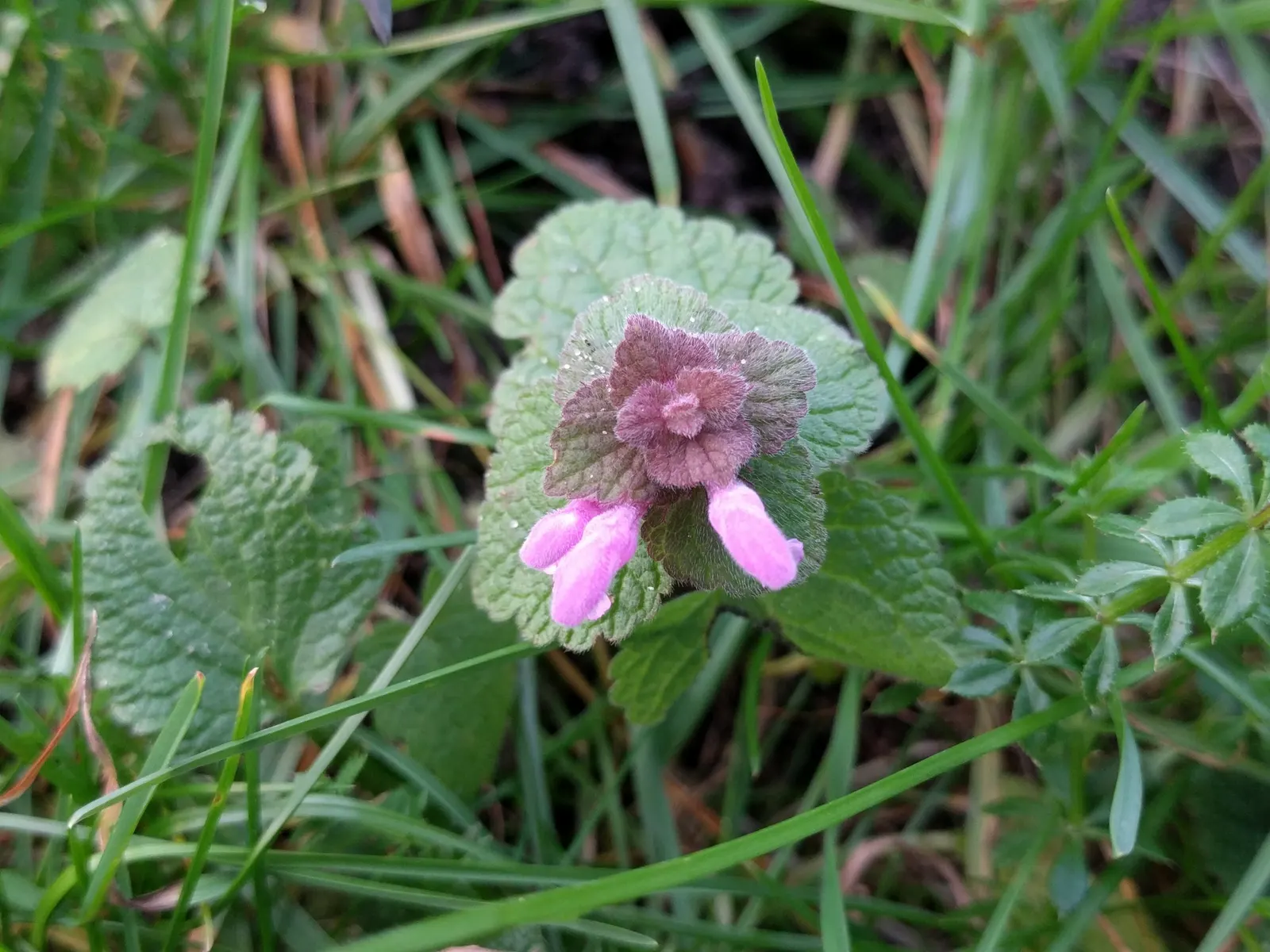Dead Nettle (Lamium Maculatum) — It's an ideal selection for a client seeking to add texture and coverage with minimal upkeep; this plant tolerates, image 116