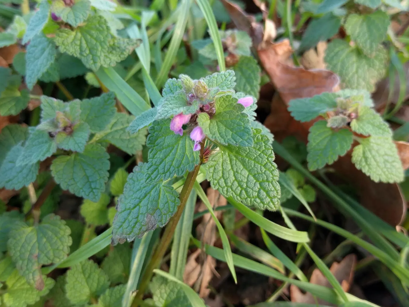 Dead Nettle (Lamium Maculatum) — Recognized for its variegated foliage; its low maintenance and deer resistance make it a preferred choice for, image 56