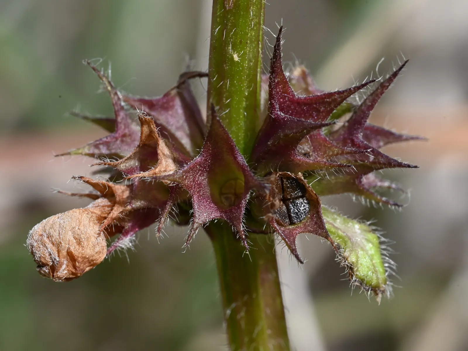 Dead Nettle (Lamium Maculatum) — During late spring to early summer; this plant typically reaches a height of 6 to 12 inches with a spread of 18 to, image 228