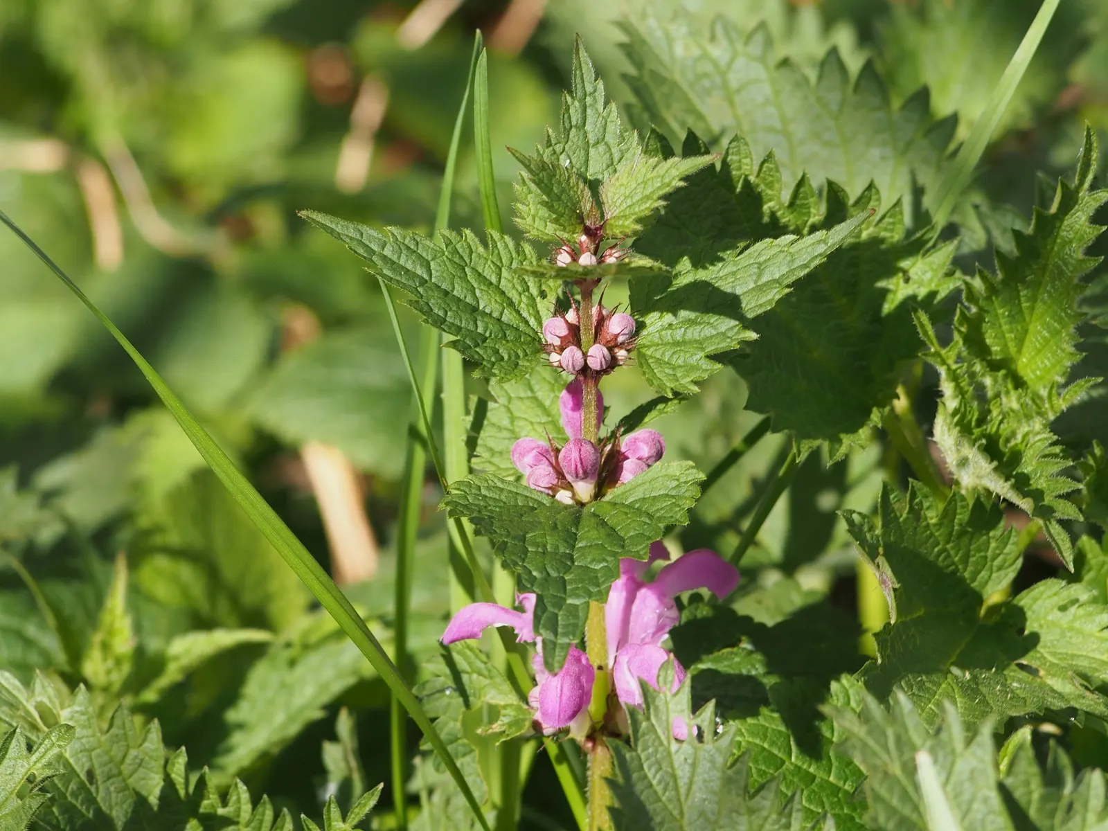 Dead Nettle (Lamium Maculatum) — adding a pop of color and aesthetic appeal; ground cover with pink and white and yellow blooms, image 254