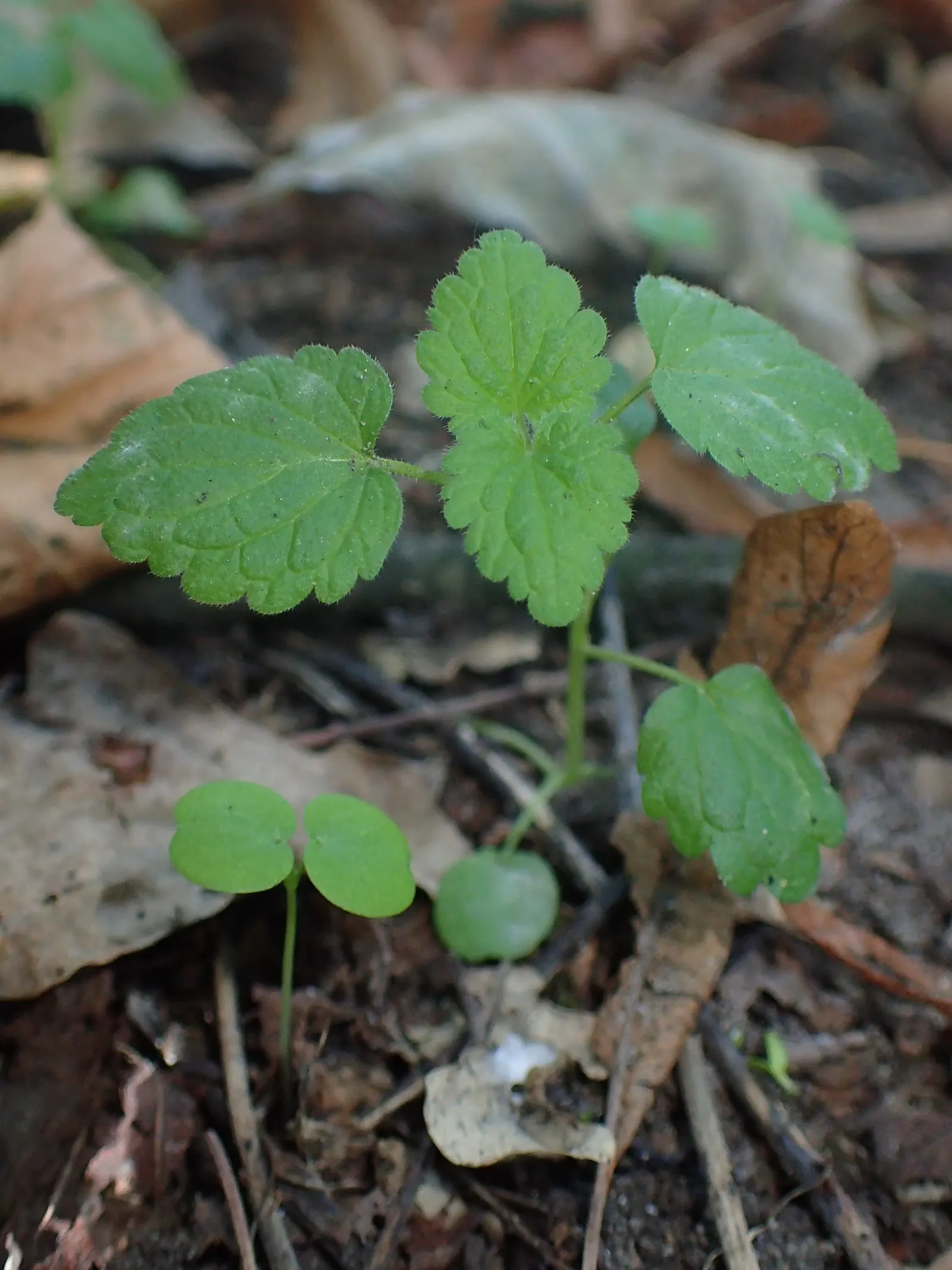 Dead Nettle (Lamium Maculatum) — Dead Nettle thrives in zones 3-8, preferring moist, well-draining soil; commonly known as Dead Nettle, image 172