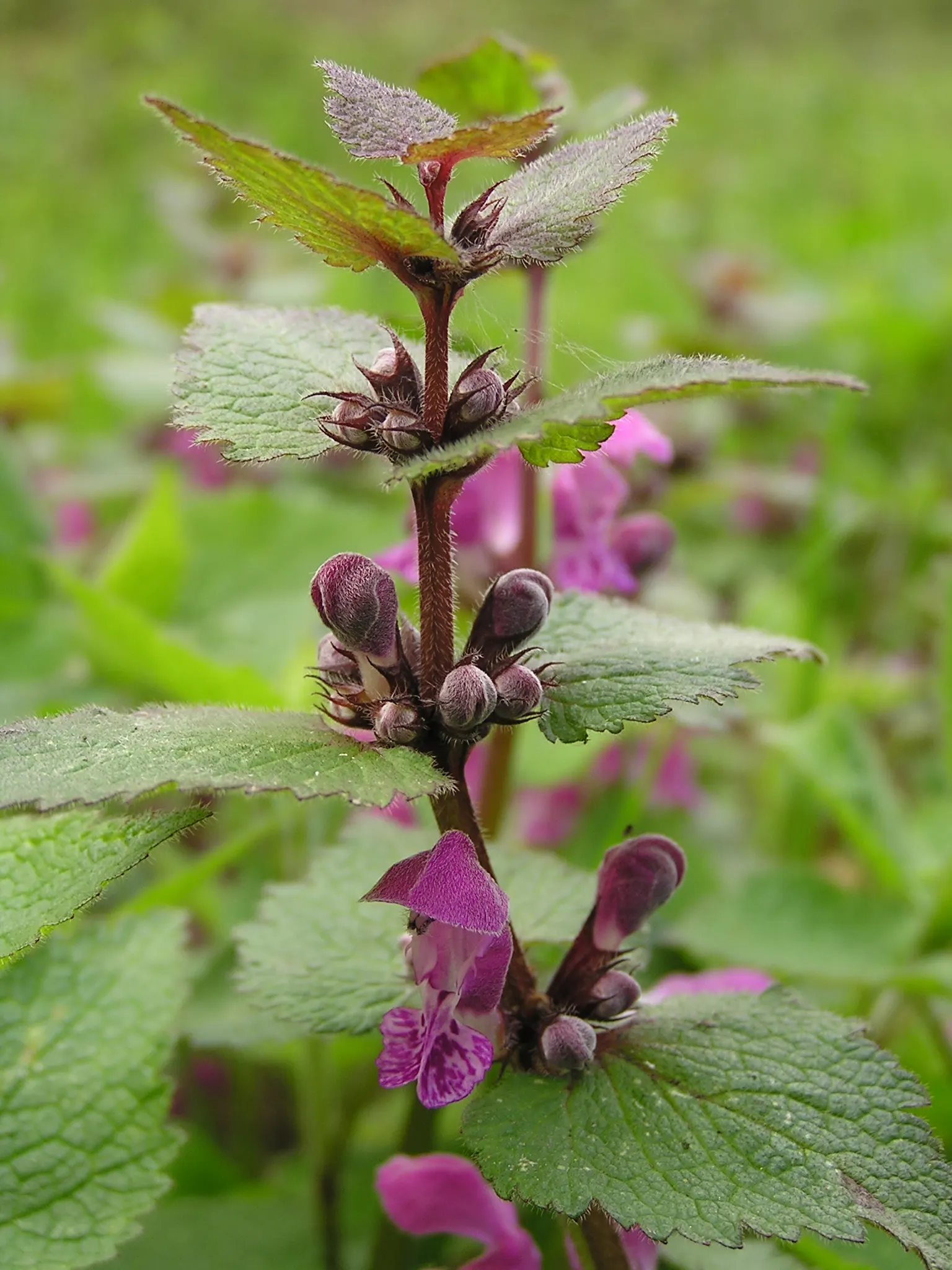 Dead Nettle (Lamium Maculatum) — well-drained soil with a pH that is neutral to slightly acidic; tubular flowers bloom in shades of pink, image 184