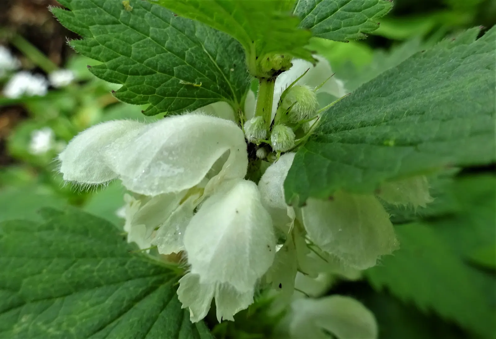 Dead Nettle (Lamium Maculatum) — When mapping out your landscape design; ground cover for half or shade, image 117