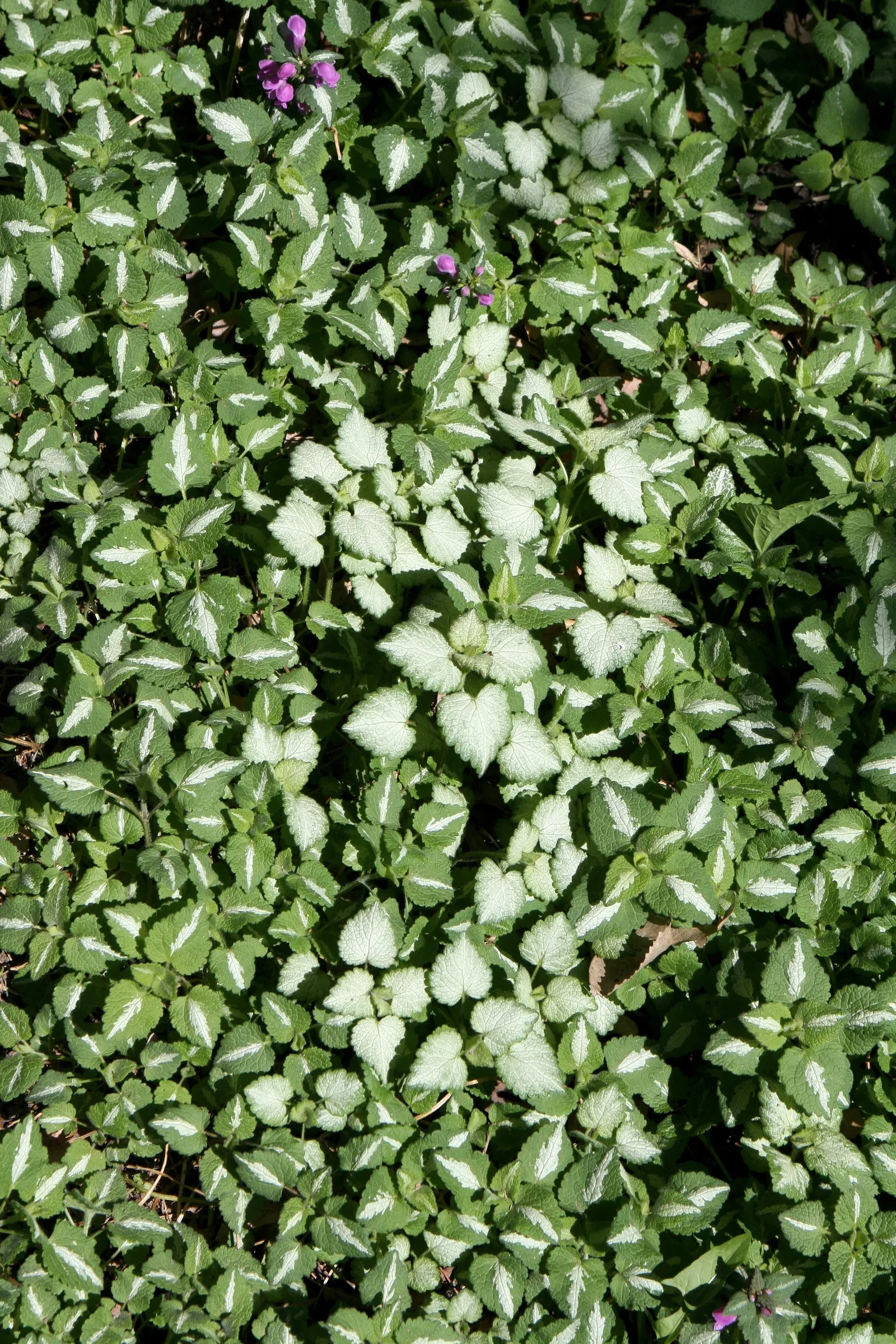 Dead Nettle (Lamium Maculatum) — Dead Nettle thrives in zones 3-8, preferring moist, well-draining soil; commonly known as Dead Nettle, image 268