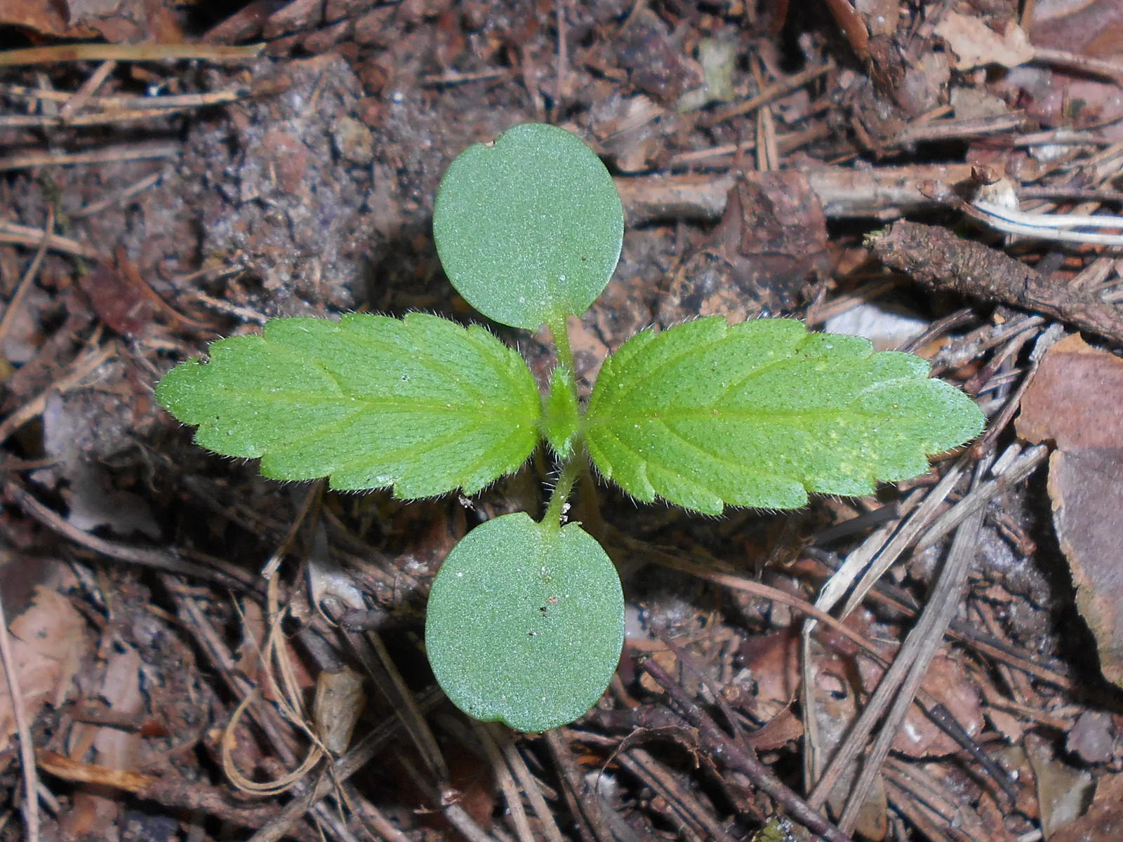 Dead Nettle (Lamium Maculatum) — adding a pop of color and aesthetic appeal; ground cover with pink and white and yellow blooms, image 110