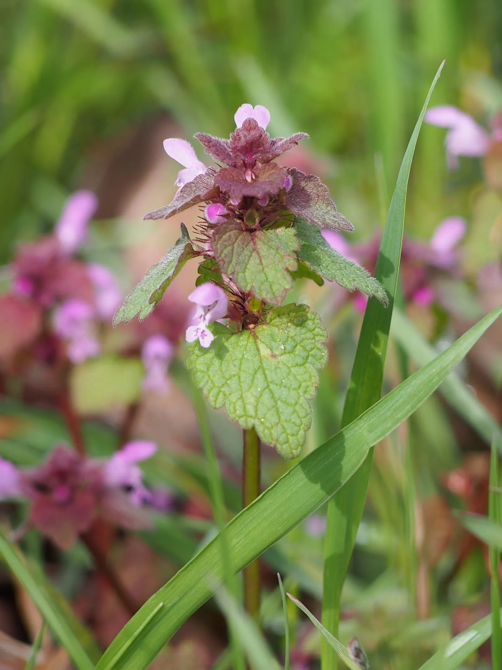 Dead Nettle (Lamium Maculatum) — Its low maintenance and deer resistance make it a preferred choice for woodland gardens and shaded borders, image 125