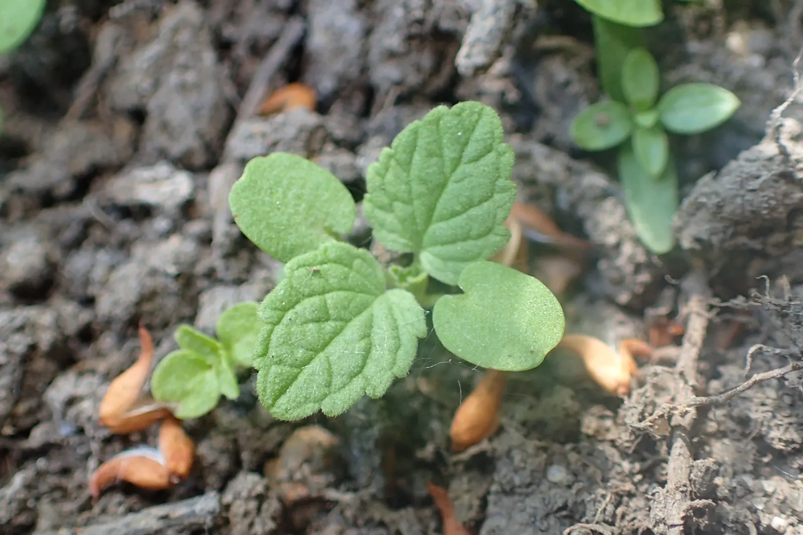 Dead Nettle (Lamium Maculatum) — Dead Nettle thrives in zones 3-8, preferring moist, well-draining soil; commonly known as Dead Nettle, image 244