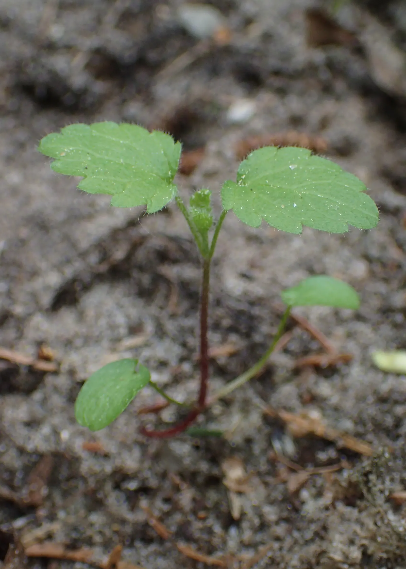 Dead Nettle (Lamium Maculatum) — When mapping out your landscape design; ground cover for half or shade, image 189