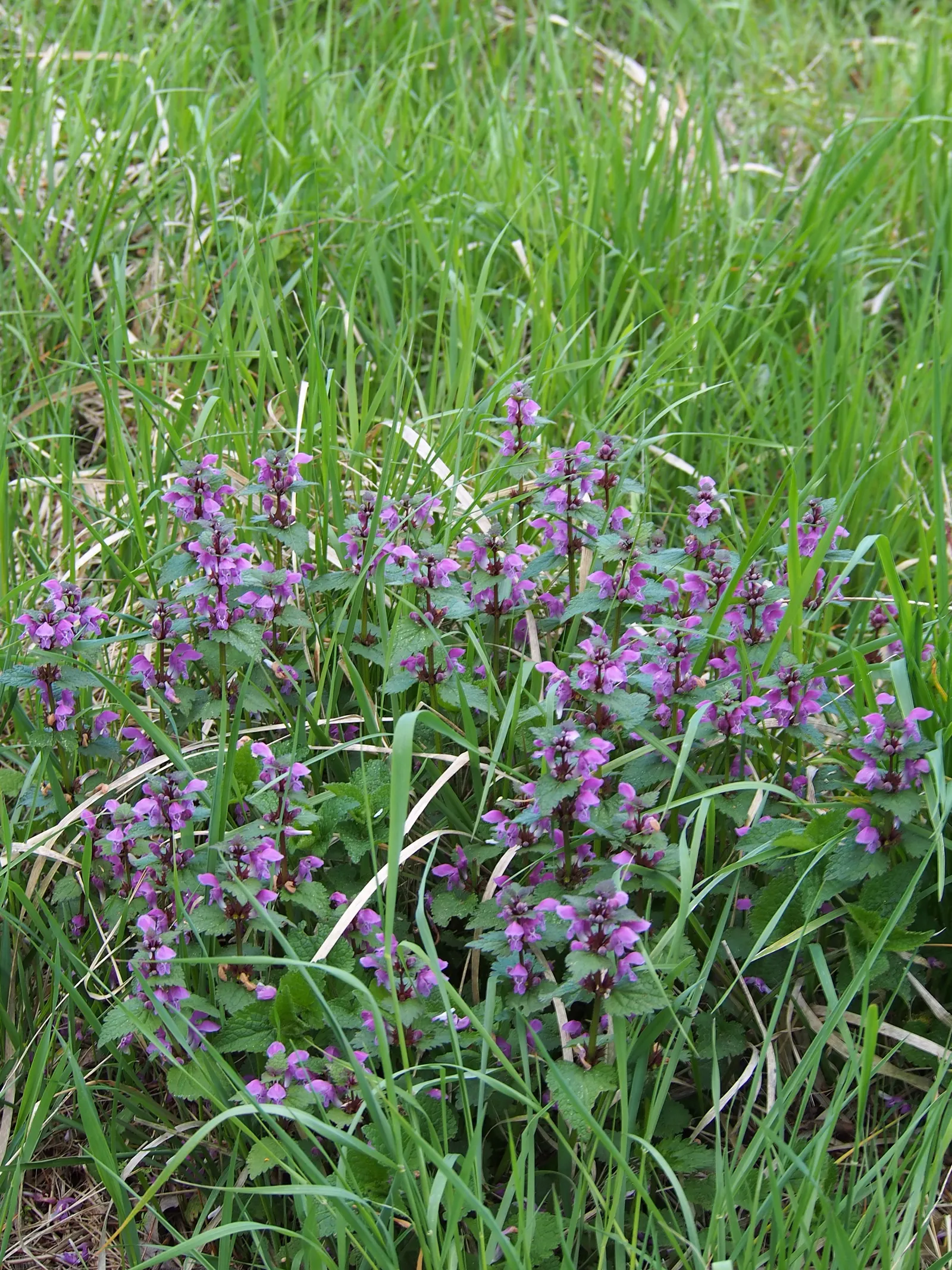 Dead Nettle (Lamium Maculatum) — When mapping out your landscape design; ground cover for half or shade, image 237