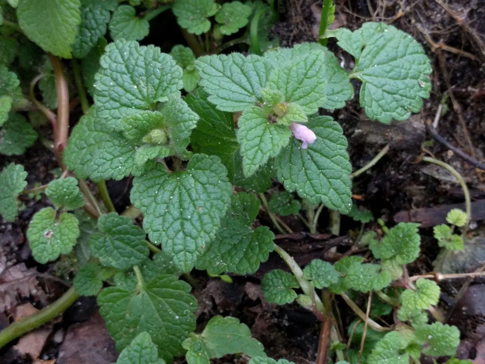 Dead Nettle (Lamium Maculatum) — Lamium maculatum is valued for its low maintenance needs; reaching 6-12 inches tall with a spread of 18-24 inches, image 114