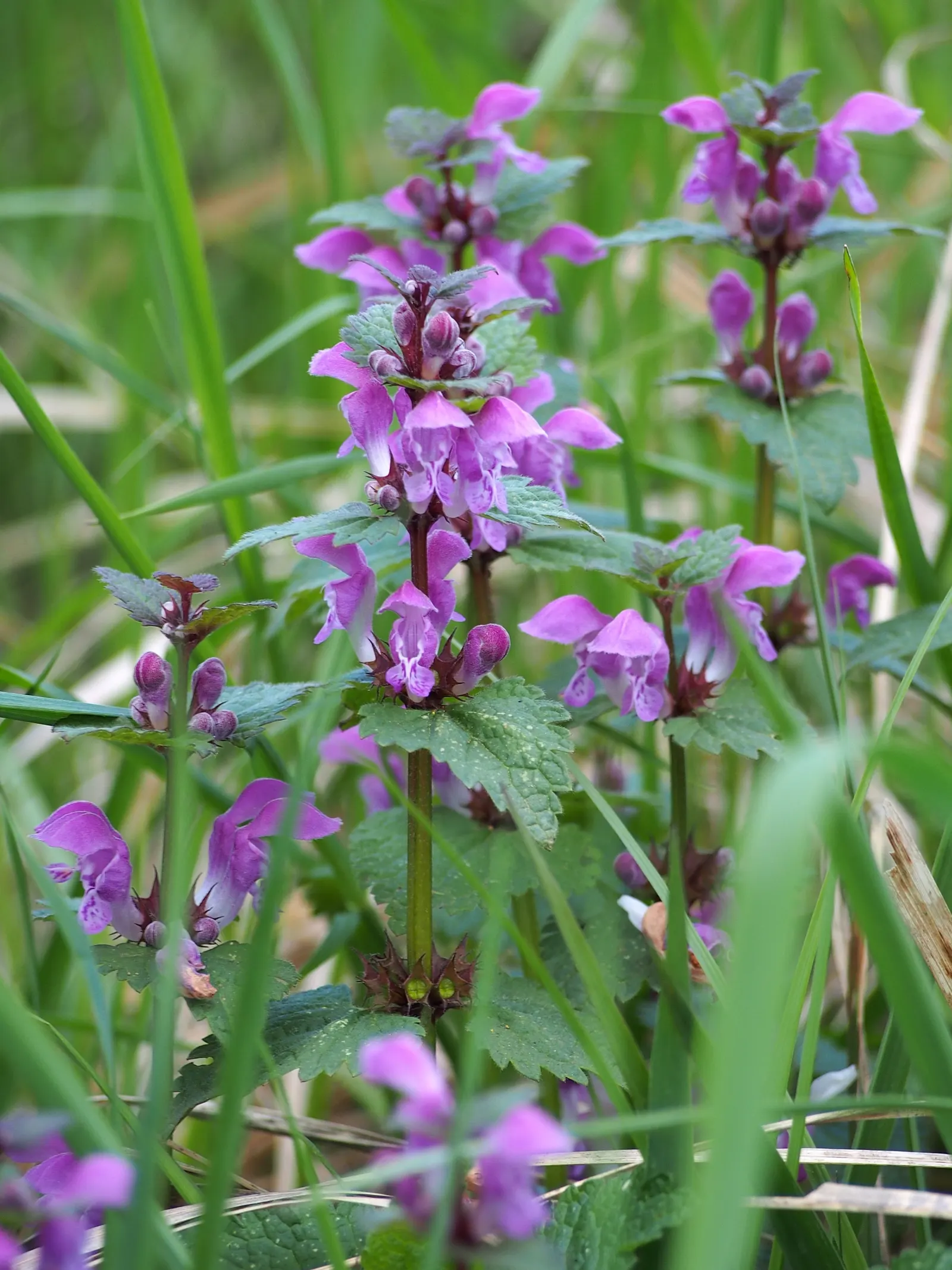 Dead Nettle (Lamium Maculatum) — pink and white and yellow flowers in the garden; is an herbaceous perennial that offers a multitude of benefits, image 262
