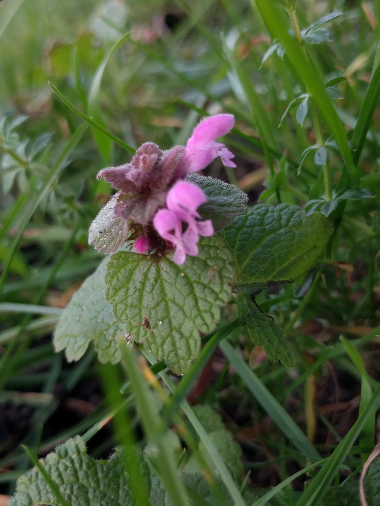 Dead Nettle (Lamium Maculatum) — These blooms contrast well with the foliage and can intermittently reappear throughout the growing season; blooms, image 63