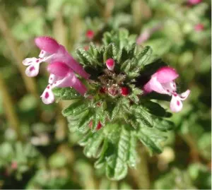 Dead Nettle (Lamium Maculatum) — Reaching 6-12 inches tall with a spread of 18-24 inches, it makes an excellent ground cover; lamium maculatum is, image 99