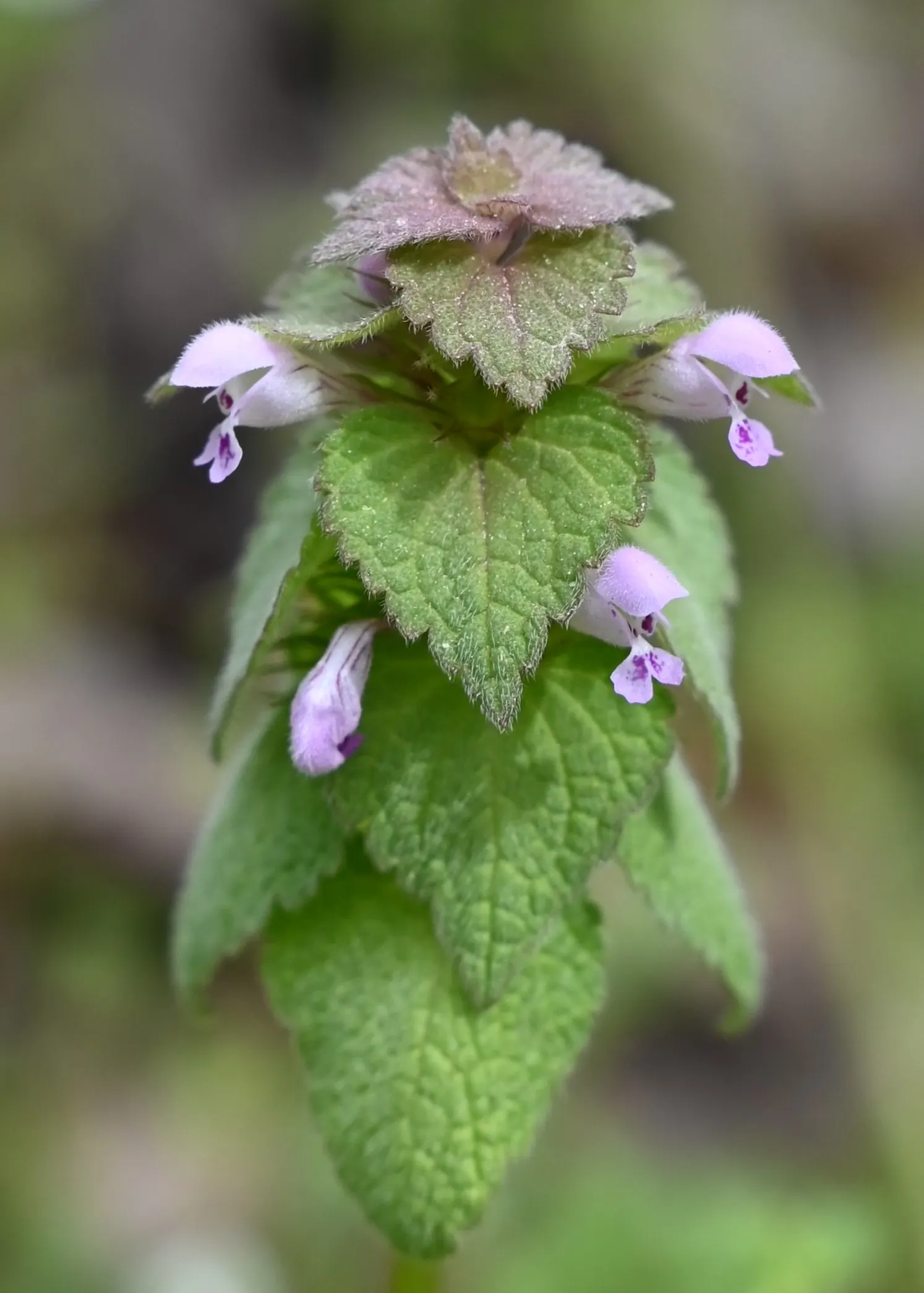 Dead Nettle (Lamium Maculatum) — This plant tolerates a variety of lighting conditions but favors partial to full shade; it's an ideal selection, image 65